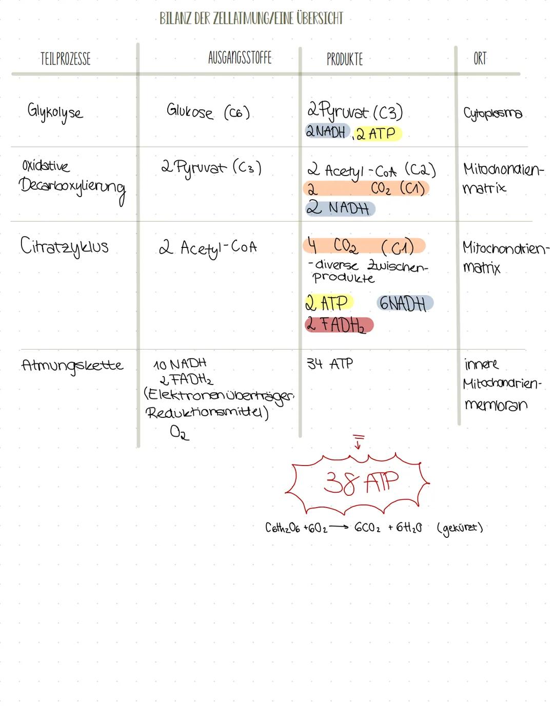 MITOCHONDRIEN
Mitochondrien-
matrix
innere Membran
Intermembranraum
äußere Membran
2 Bau von Mitochondrien
Zellplasma
Glucose
Oxidative
Glyk
