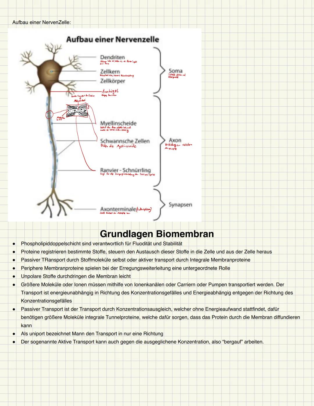 Basiskonzepte der Biologie
Struktur und Funktion
Bestimmte Strukturen haben gleiche oder ähnliche Funktionen, auch in unterschiedlichsten Ti
