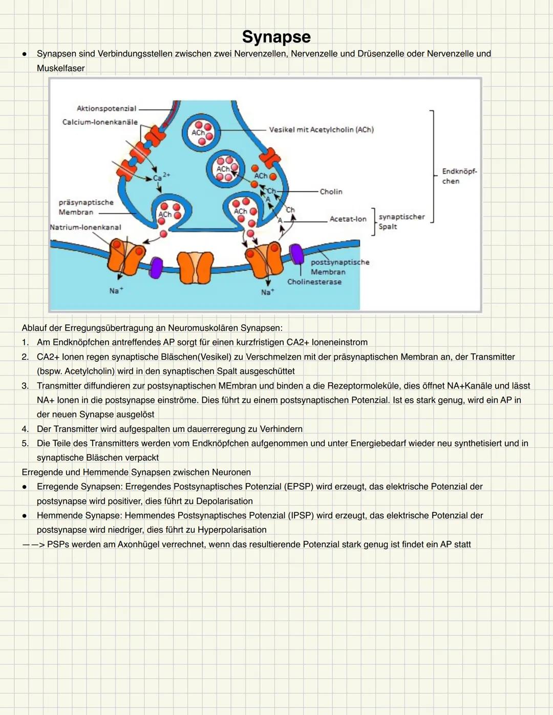 Basiskonzepte der Biologie
Struktur und Funktion
Bestimmte Strukturen haben gleiche oder ähnliche Funktionen, auch in unterschiedlichsten Ti