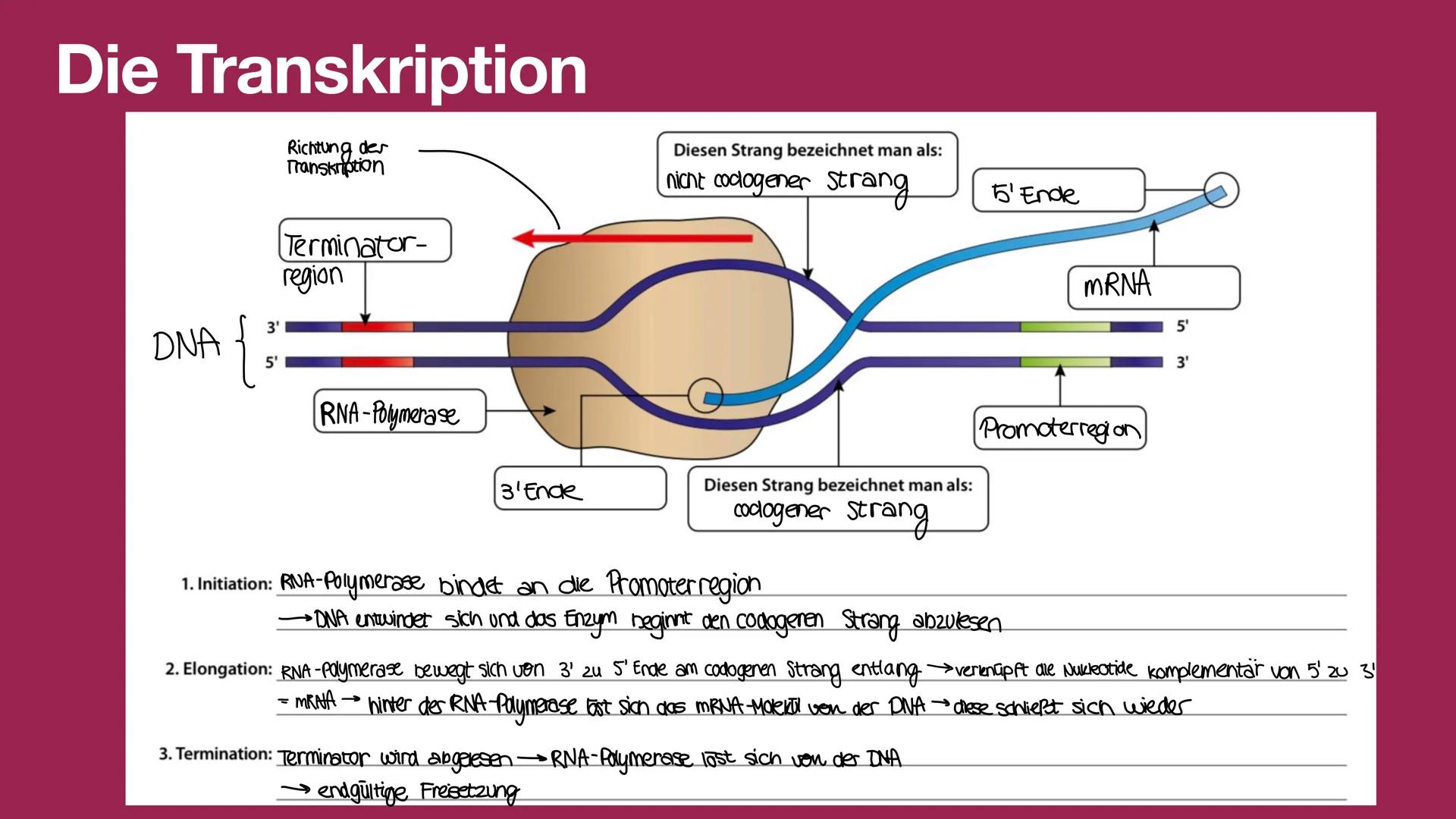 Die Transkription
Richtung der
Transkription
Diesen Strang bezeichnet man als:
nicht cologener Strang
5' Ende
DNA {
3'
Terminator-
region
MR