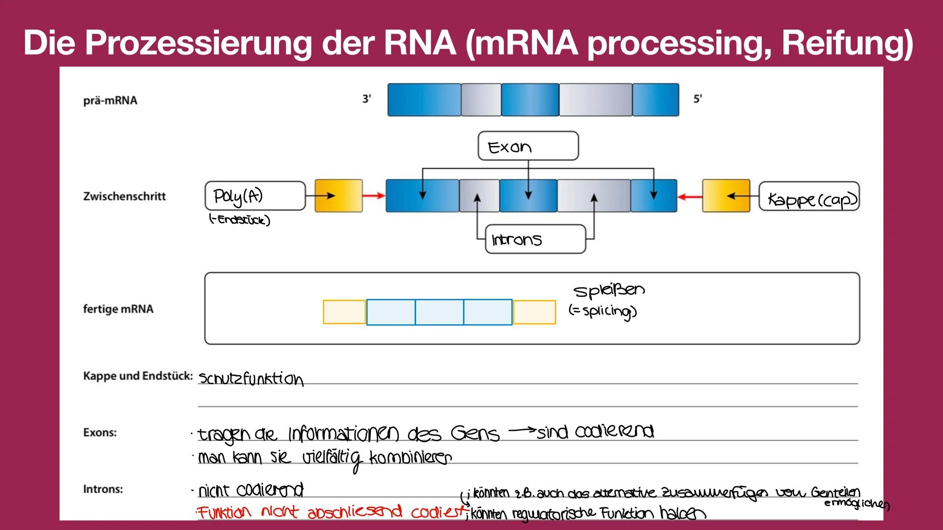 Die Transkription
Richtung der
Transkription
Diesen Strang bezeichnet man als:
nicht cologener Strang
5' Ende
DNA {
3'
Terminator-
region
MR