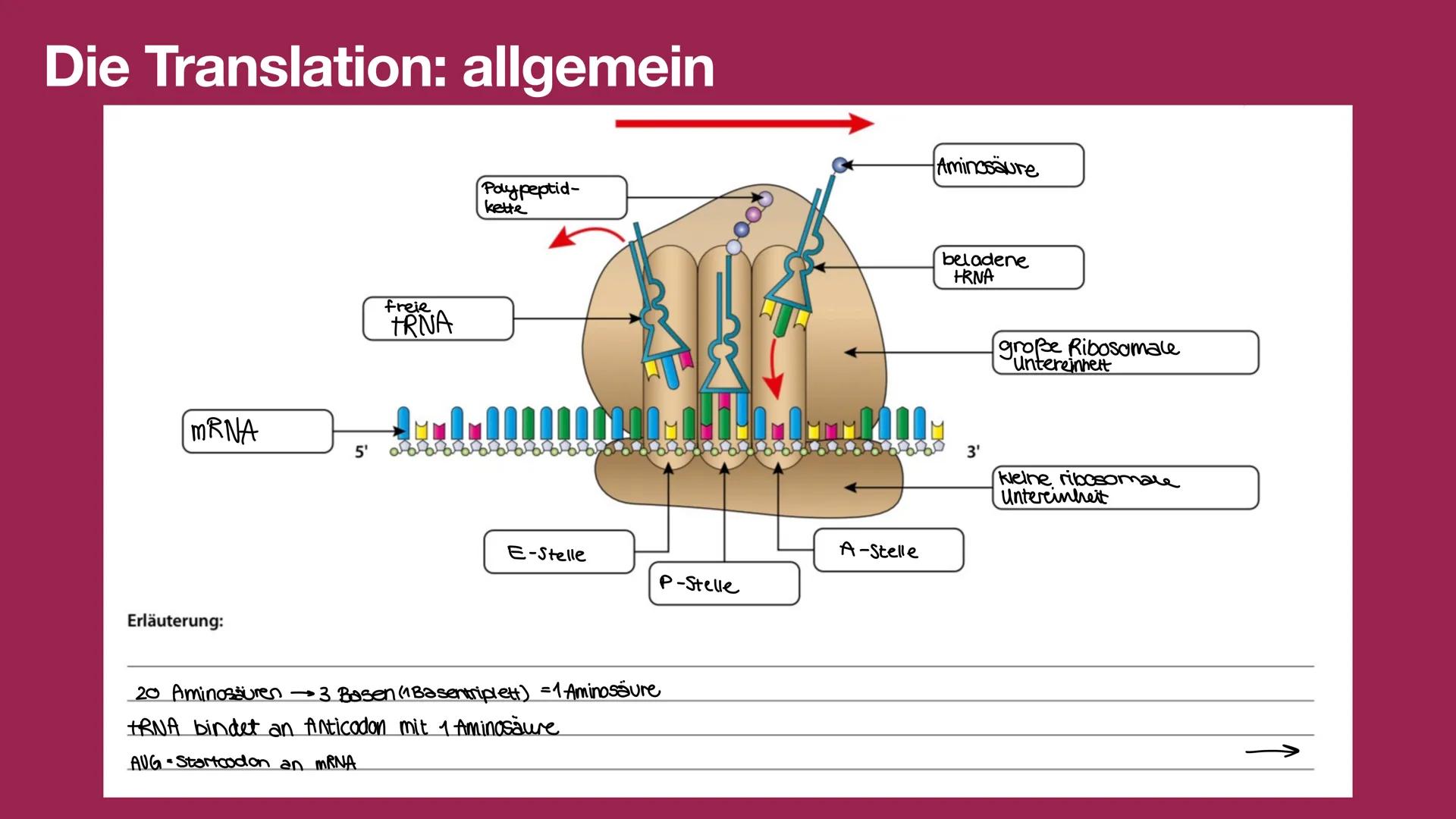 Die Transkription
Richtung der
Transkription
Diesen Strang bezeichnet man als:
nicht cologener Strang
5' Ende
DNA {
3'
Terminator-
region
MR