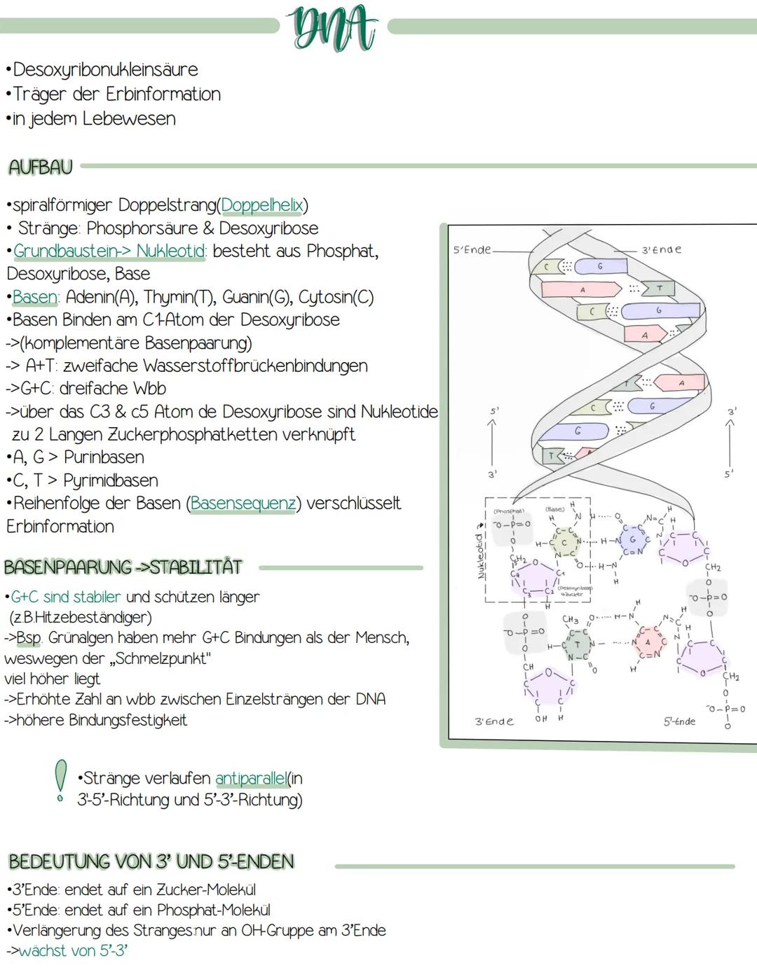 genetik
>Bau der DNA
>RNA (mRNA, tRNA, rRNA)
>semi-konservative Replikation
>Proteinbiosynthese (Transkription/Translation)
>Genregulation P