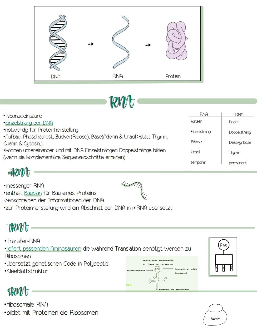 genetik
>Bau der DNA
>RNA (mRNA, tRNA, rRNA)
>semi-konservative Replikation
>Proteinbiosynthese (Transkription/Translation)
>Genregulation P