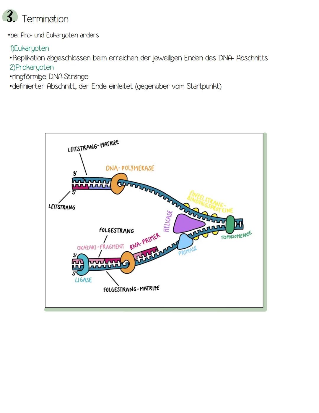 genetik
>Bau der DNA
>RNA (mRNA, tRNA, rRNA)
>semi-konservative Replikation
>Proteinbiosynthese (Transkription/Translation)
>Genregulation P