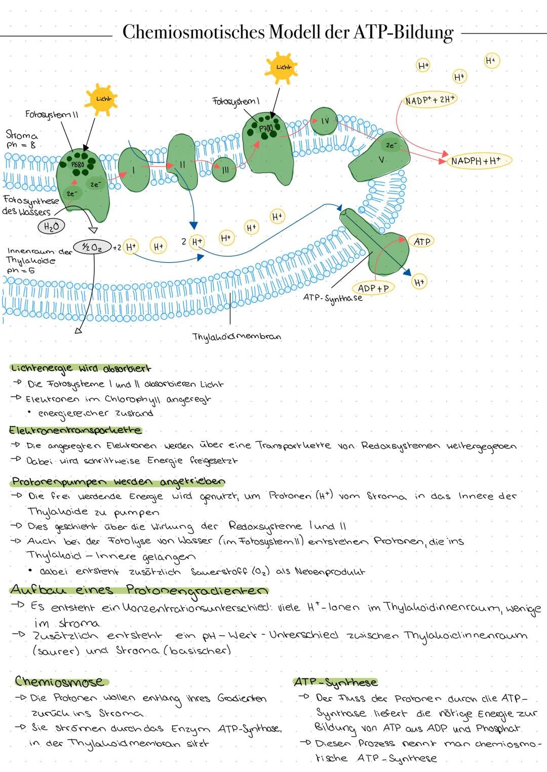 Chemiosmotisches modell der ATP Bildung