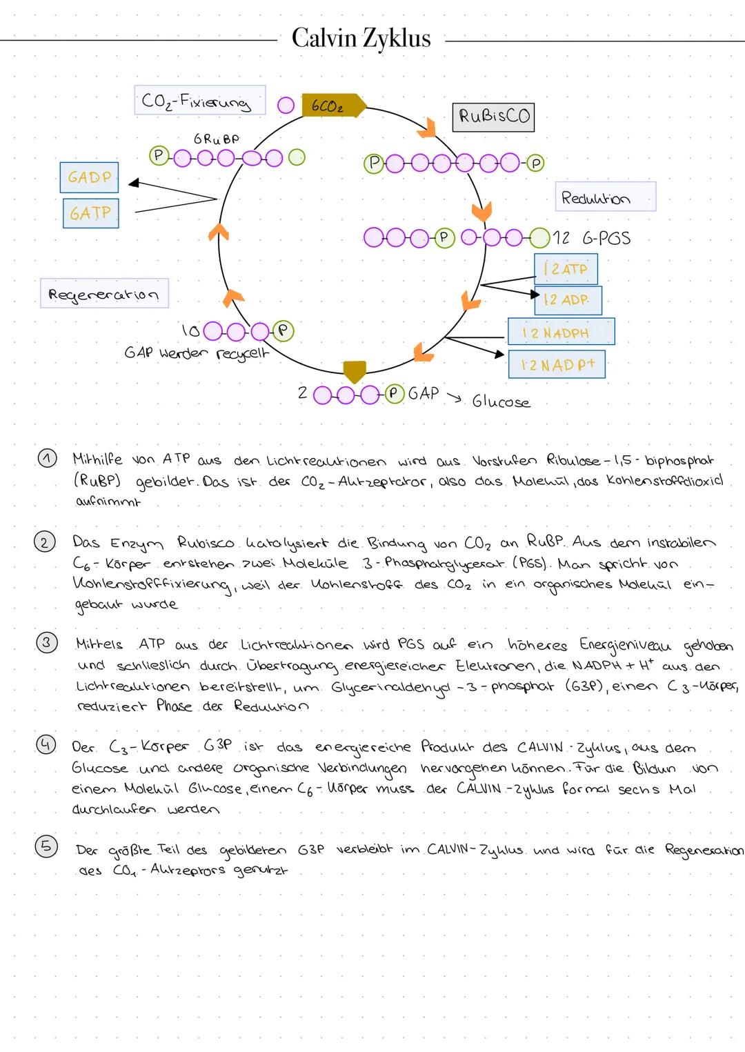 Calvin Zyklus
CO₂-Fixierung
6CO₂
RuBisCO
GADP
P-0-0-0-0-0
GATP
Regeneration
100000
GAP werden recycelt
Reduktion
000-00-00-0
12 6-PGS
2 ATP