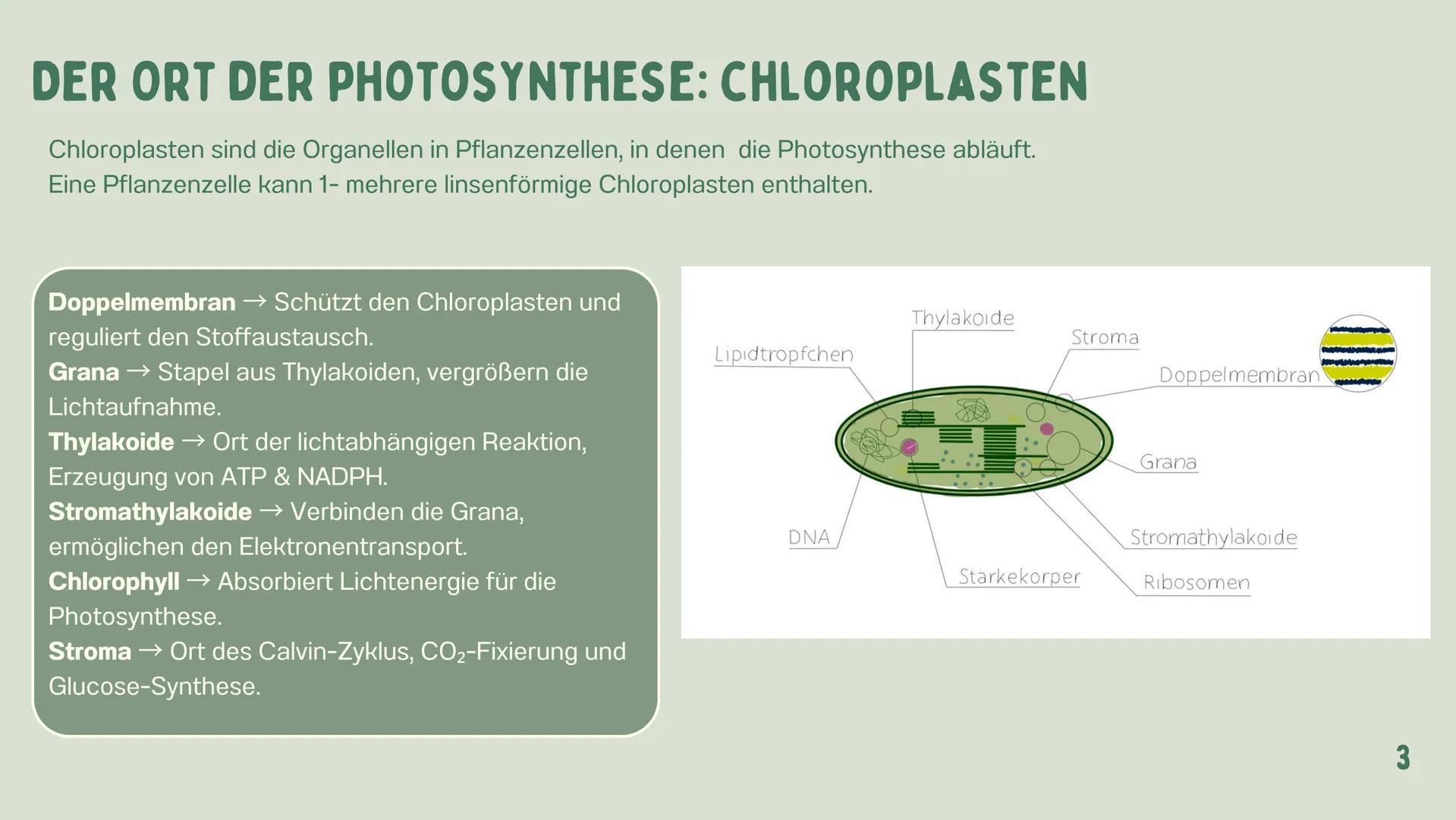 # PHOTOSYNTHESE
GRETA 1
GLIEDERUNG
7
WAS IST
PHOTOSYNTHESE?
LICHTABSORPATION
2
ZUSAMMENHANG:
ZELLENATMUNG UND
PHOTOSYNTHESE
3
4-5
6
DER ORT