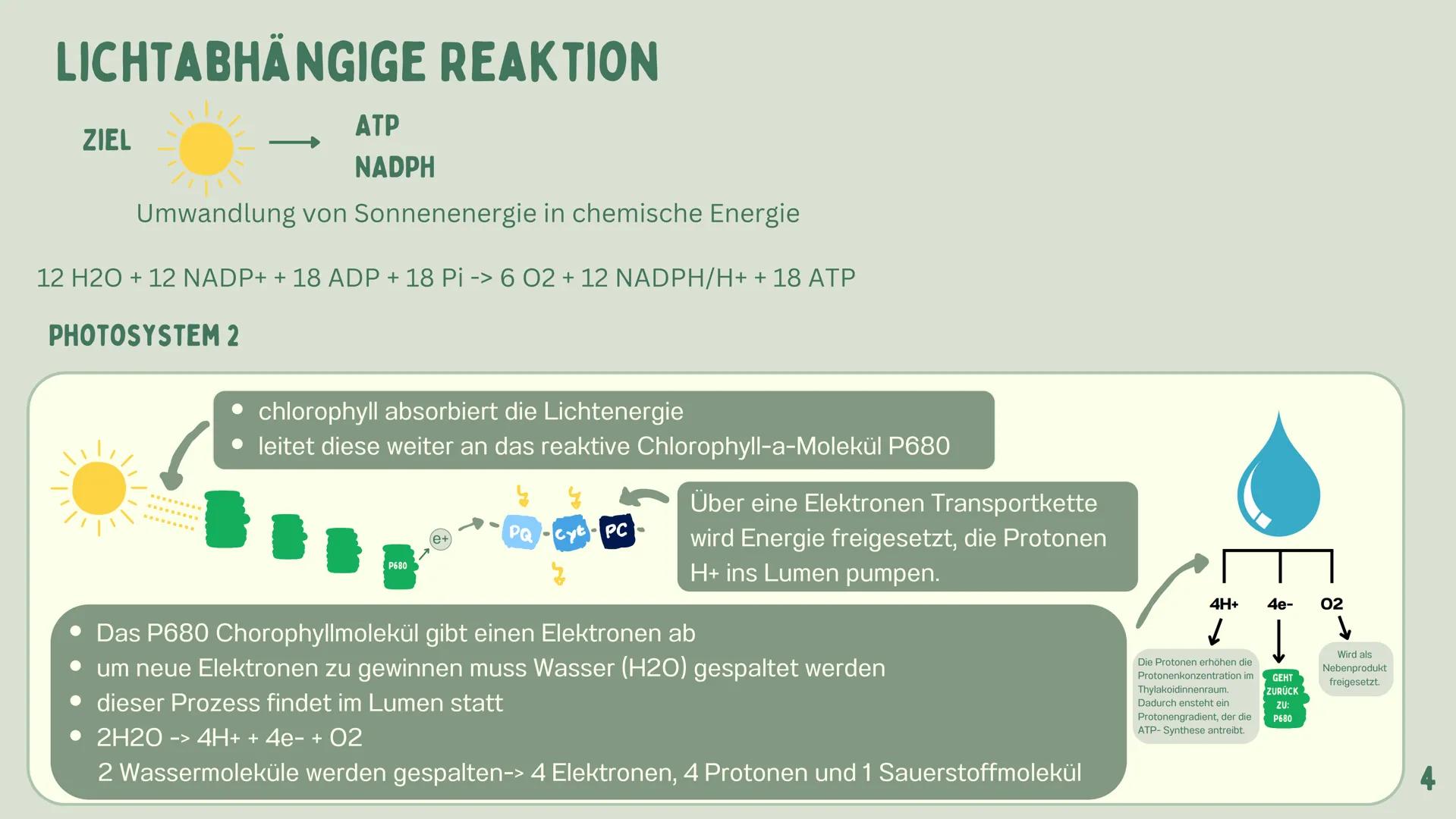 # PHOTOSYNTHESE
GRETA 1
GLIEDERUNG
7
WAS IST
PHOTOSYNTHESE?
LICHTABSORPATION
2
ZUSAMMENHANG:
ZELLENATMUNG UND
PHOTOSYNTHESE
3
4-5
6
DER ORT