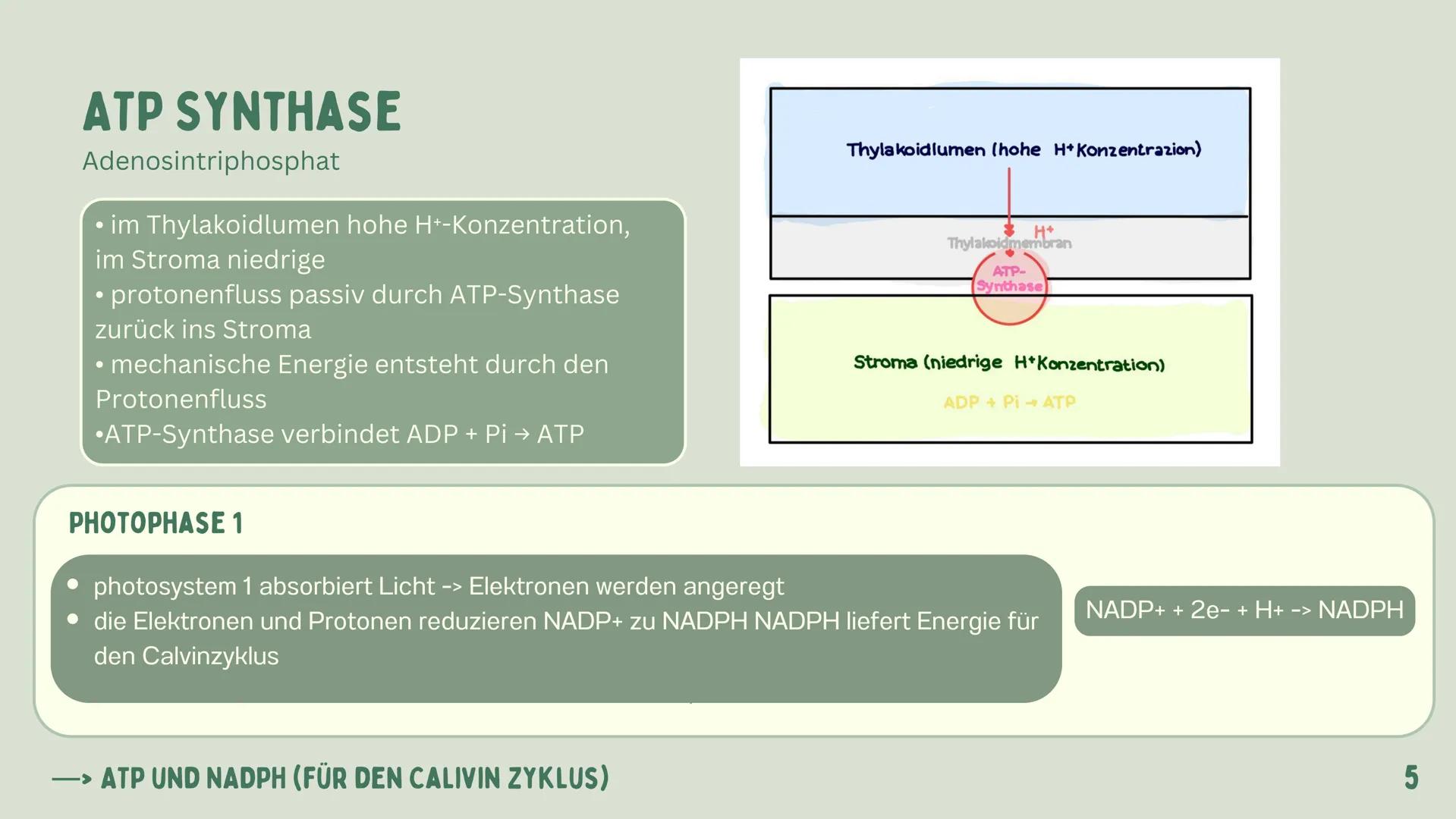 # PHOTOSYNTHESE
GRETA 1
GLIEDERUNG
7
WAS IST
PHOTOSYNTHESE?
LICHTABSORPATION
2
ZUSAMMENHANG:
ZELLENATMUNG UND
PHOTOSYNTHESE
3
4-5
6
DER ORT