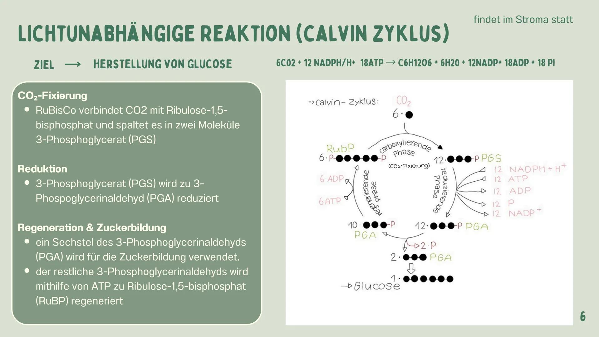 # PHOTOSYNTHESE
GRETA 1
GLIEDERUNG
7
WAS IST
PHOTOSYNTHESE?
LICHTABSORPATION
2
ZUSAMMENHANG:
ZELLENATMUNG UND
PHOTOSYNTHESE
3
4-5
6
DER ORT