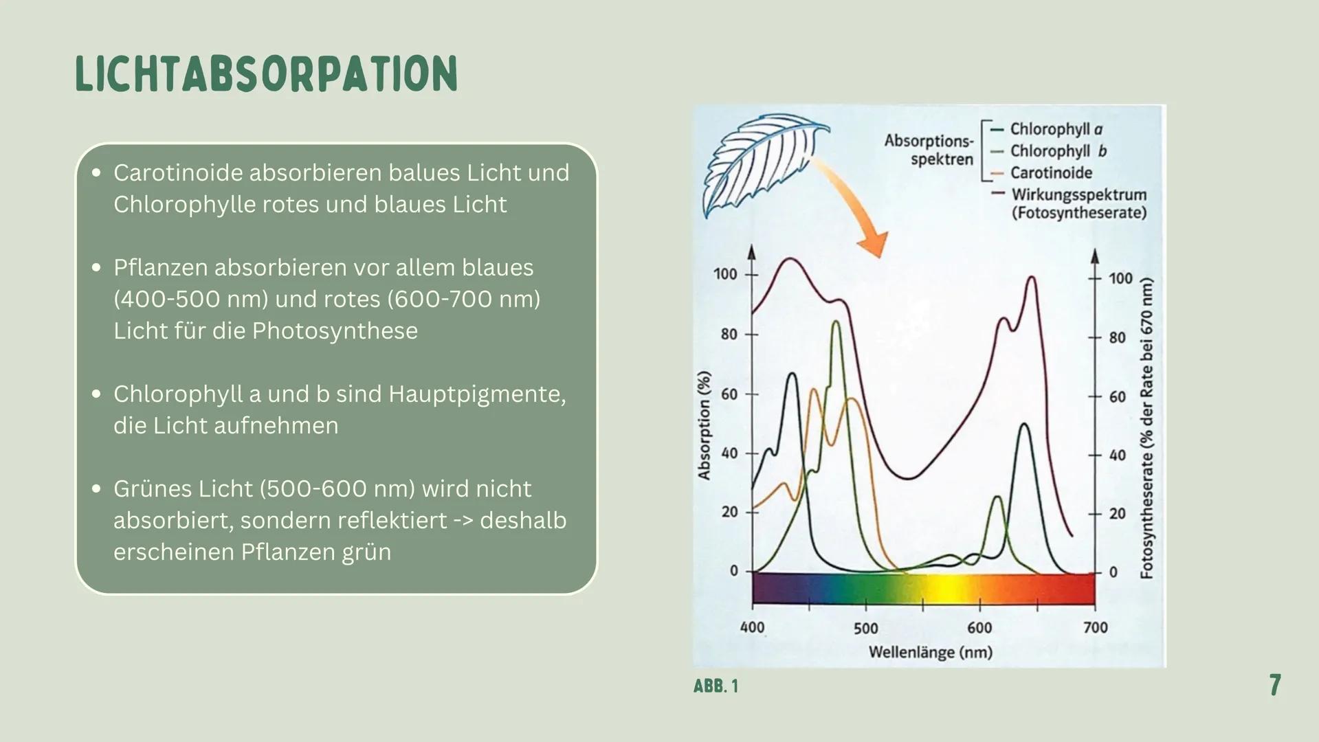# PHOTOSYNTHESE
GRETA 1
GLIEDERUNG
7
WAS IST
PHOTOSYNTHESE?
LICHTABSORPATION
2
ZUSAMMENHANG:
ZELLENATMUNG UND
PHOTOSYNTHESE
3
4-5
6
DER ORT