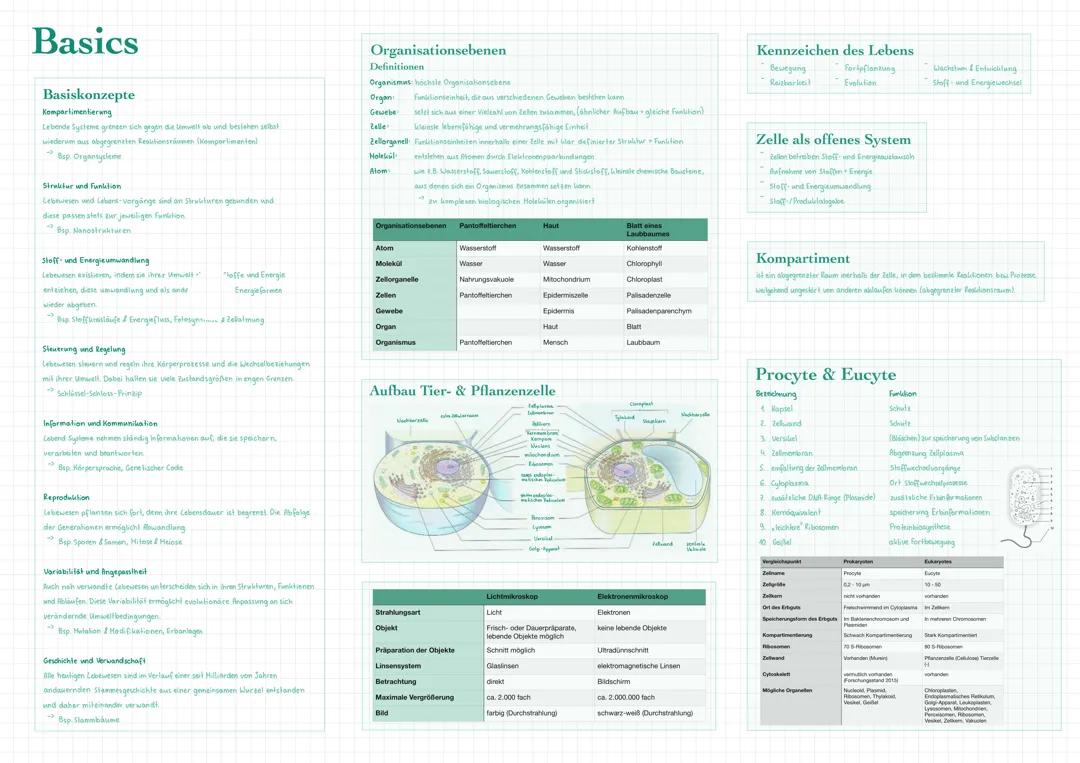Biologie Grundlagen (Oberstufe)