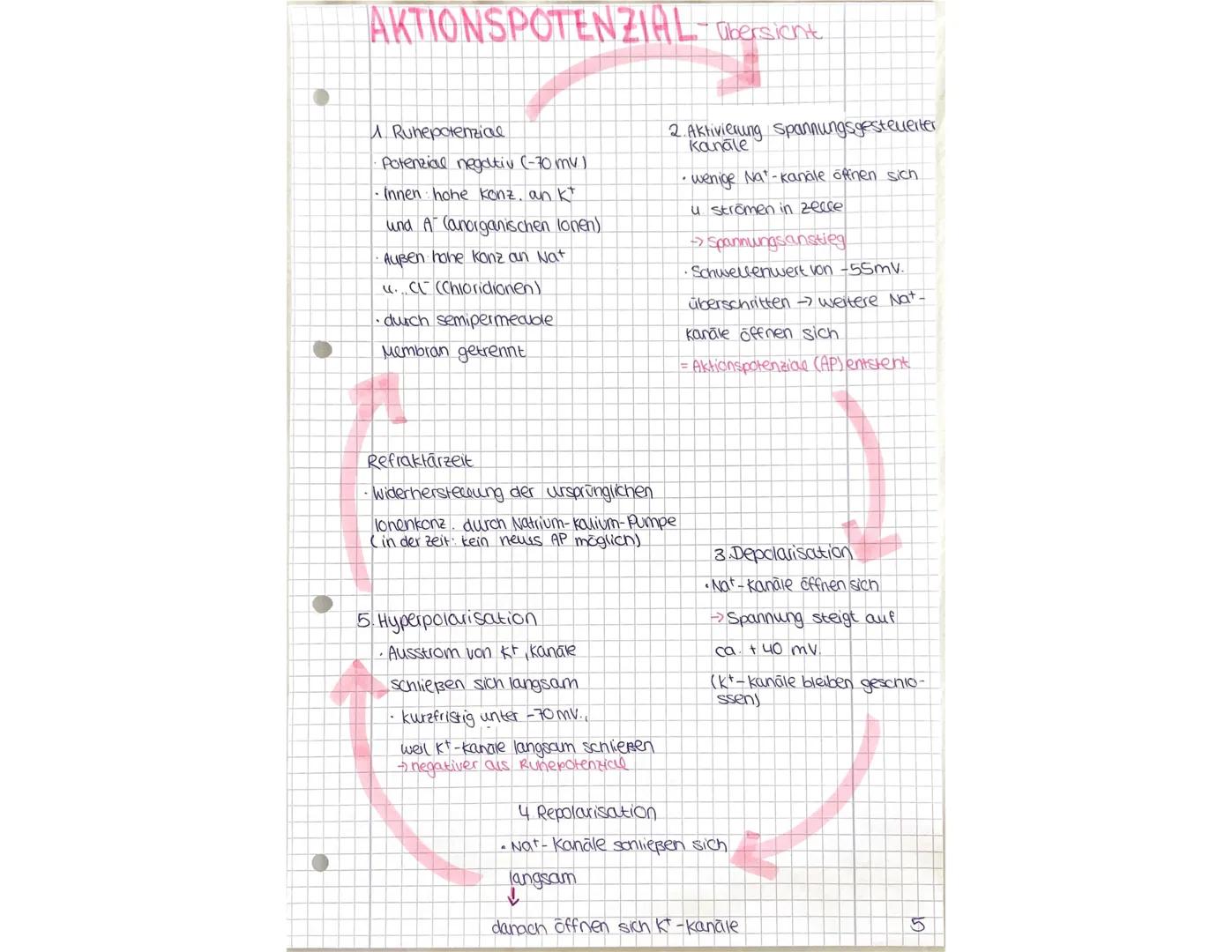 AKTIONSPOTENZIAL-Übersicht
A Runepotenzial.
Potenzial negativ (-70 mv)
Innen hohe konz. an kt
und A (anorganischen lonen)
Außen hone konz an