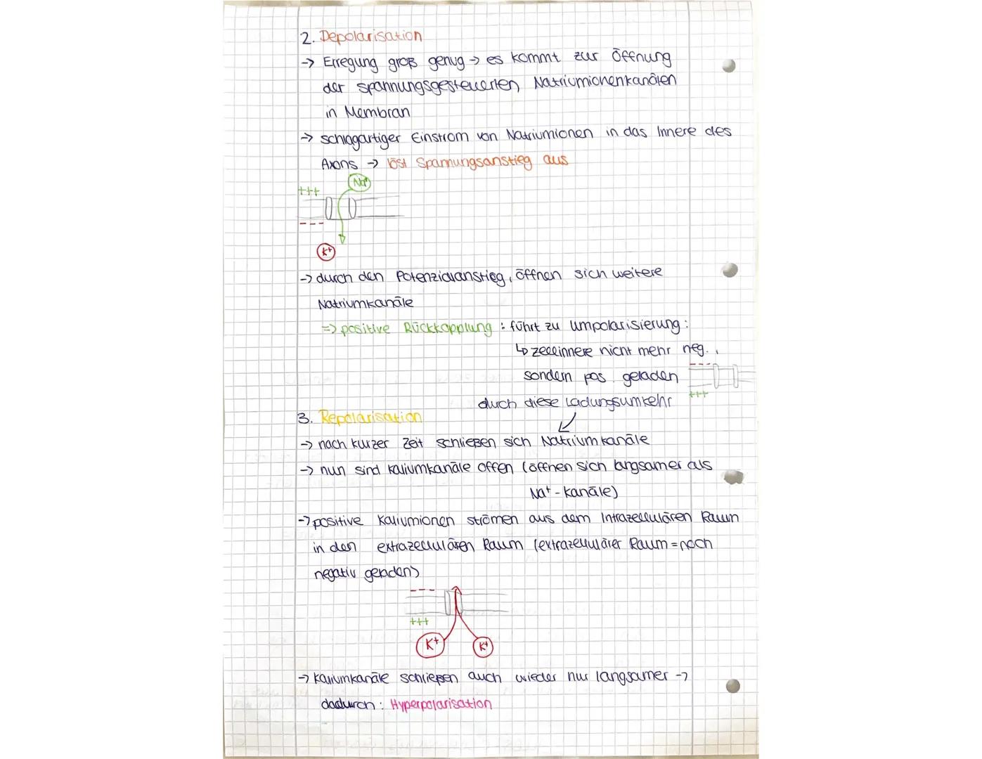 AKTIONSPOTENZIAL-Übersicht
A Runepotenzial.
Potenzial negativ (-70 mv)
Innen hohe konz. an kt
und A (anorganischen lonen)
Außen hone konz an