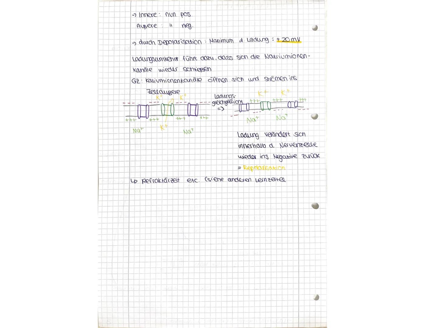 AKTIONSPOTENZIAL-Übersicht
A Runepotenzial.
Potenzial negativ (-70 mv)
Innen hohe konz. an kt
und A (anorganischen lonen)
Außen hone konz an