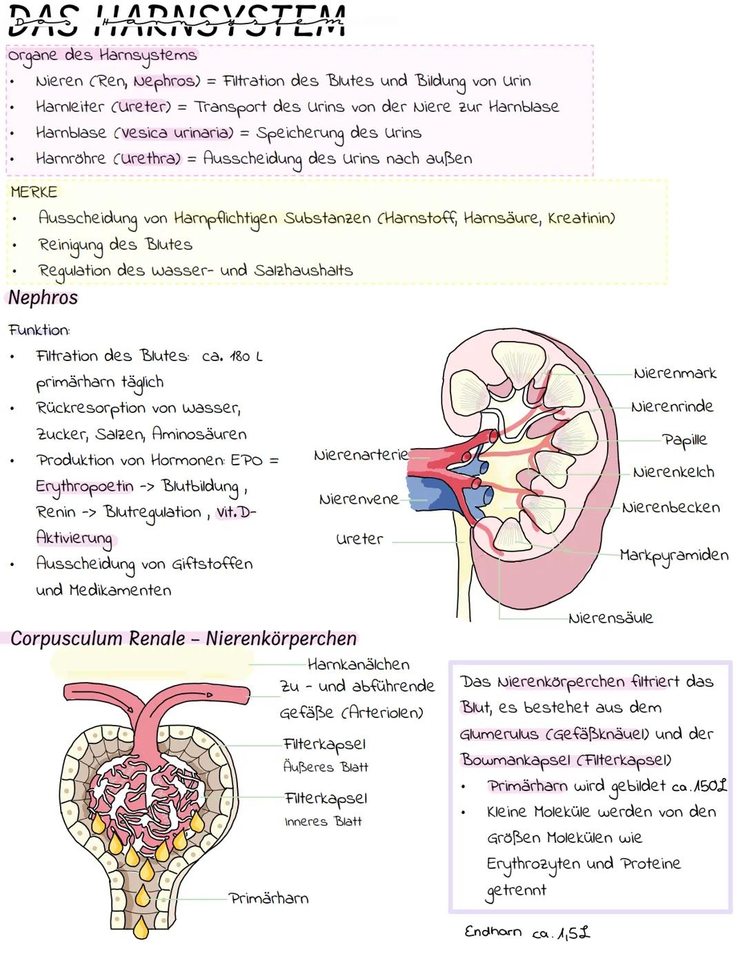 --- OCR Start ---
DASH
organe des Harnsystems
Nieren (Ren, Nephros) = Filtration des Blutes und Bildung von Urin
Harnleiter (ureter) = Trans