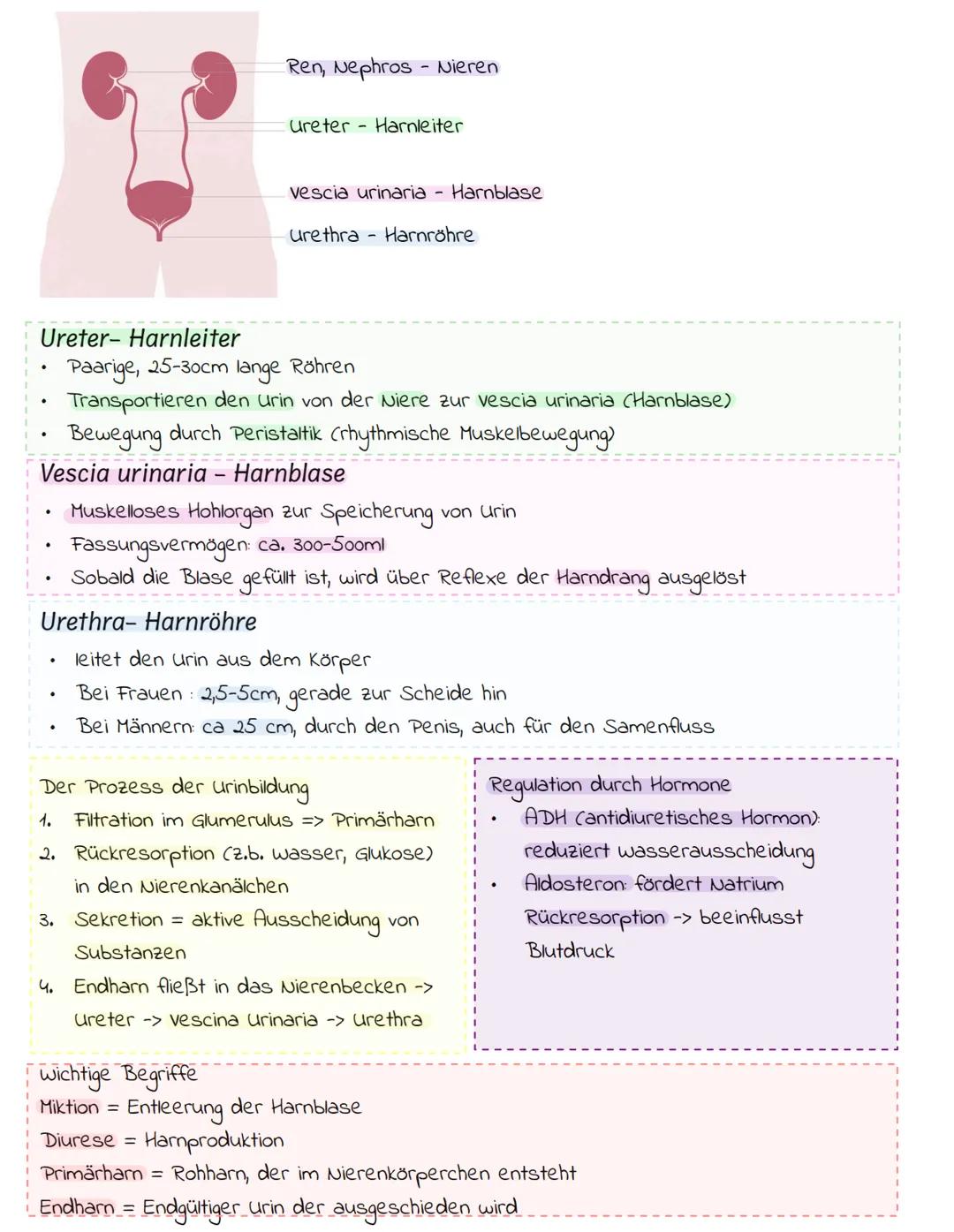 --- OCR Start ---
DASH
organe des Harnsystems
Nieren (Ren, Nephros) = Filtration des Blutes und Bildung von Urin
Harnleiter (ureter) = Trans