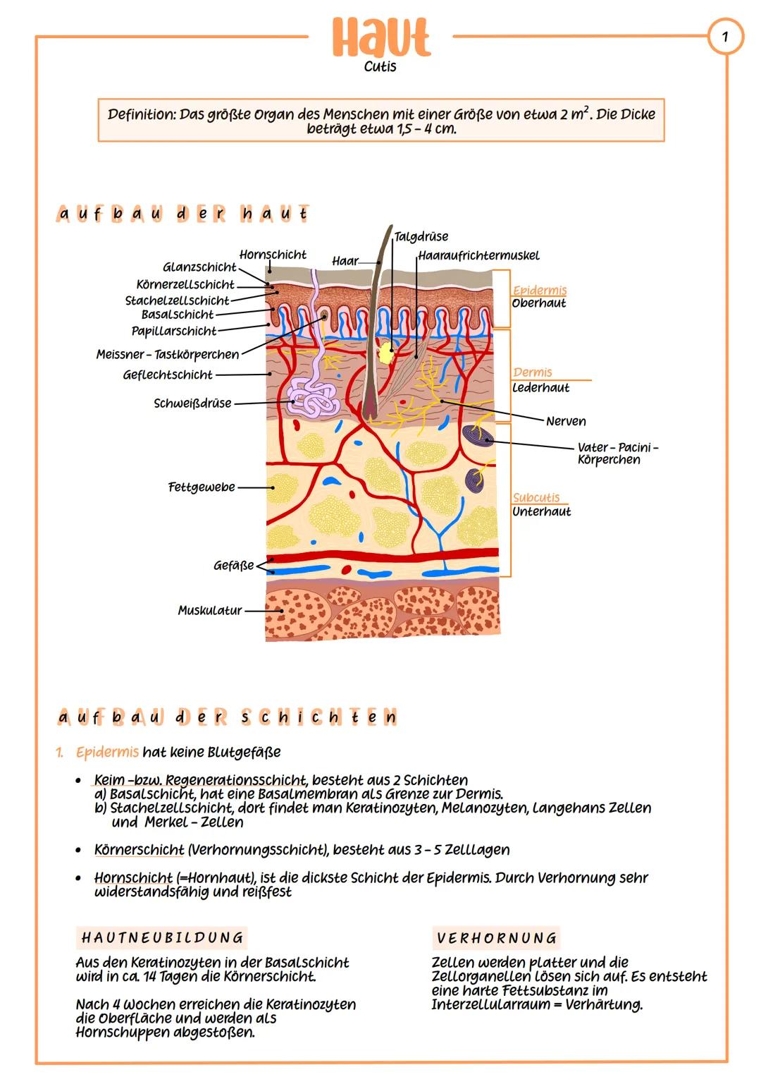 # Haut
Cutis
Definition: Das größte Organ des Menschen mit einer Größe von etwa 2 m². Die Dicke beträgt etwa 1,5 - 4 cm.
## Aufbau der Ha
