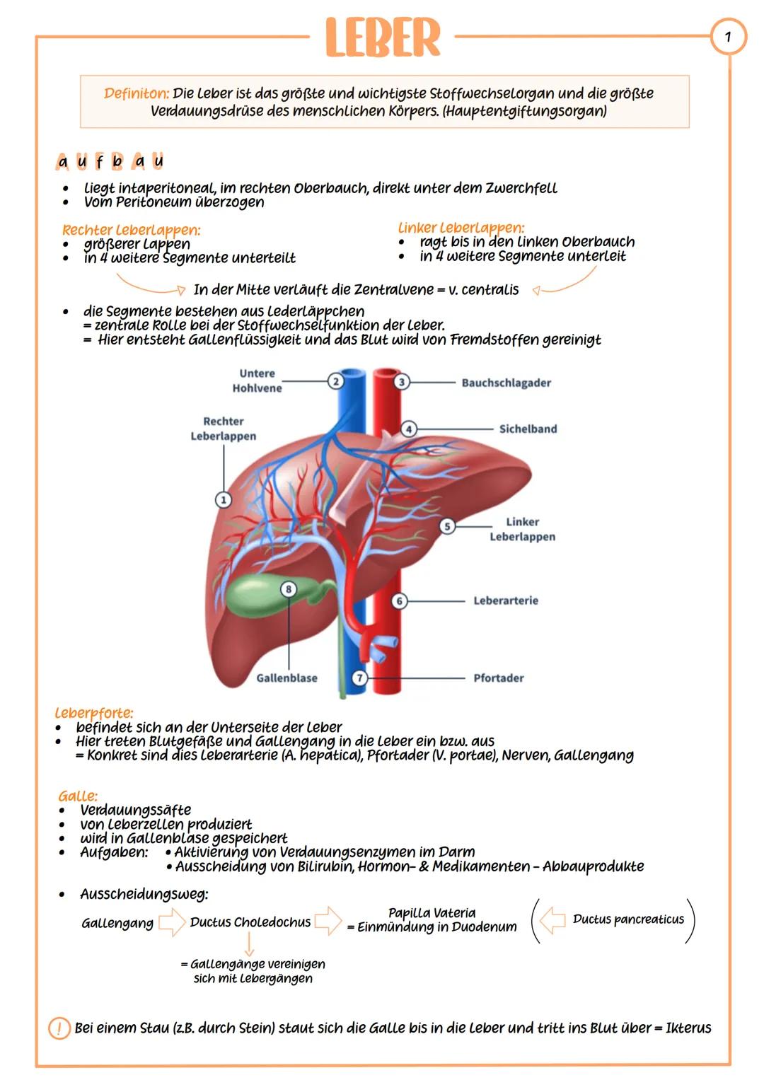 --- OCR Start ---
LEBER
Definiton: Die Leber ist das größte und wichtigste Stoffwechselorgan und die größte
Verdauungsdrüse des menschlichen