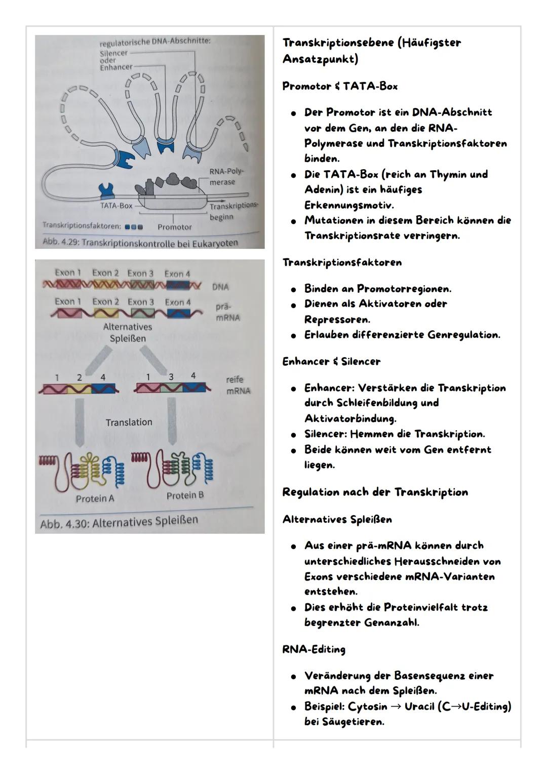 Molekulargenetische Grundlagen des Lebens
1. Speicherung und Realisierung genetischer Information
2. Regulation der Genaktivität bei Eukaryo