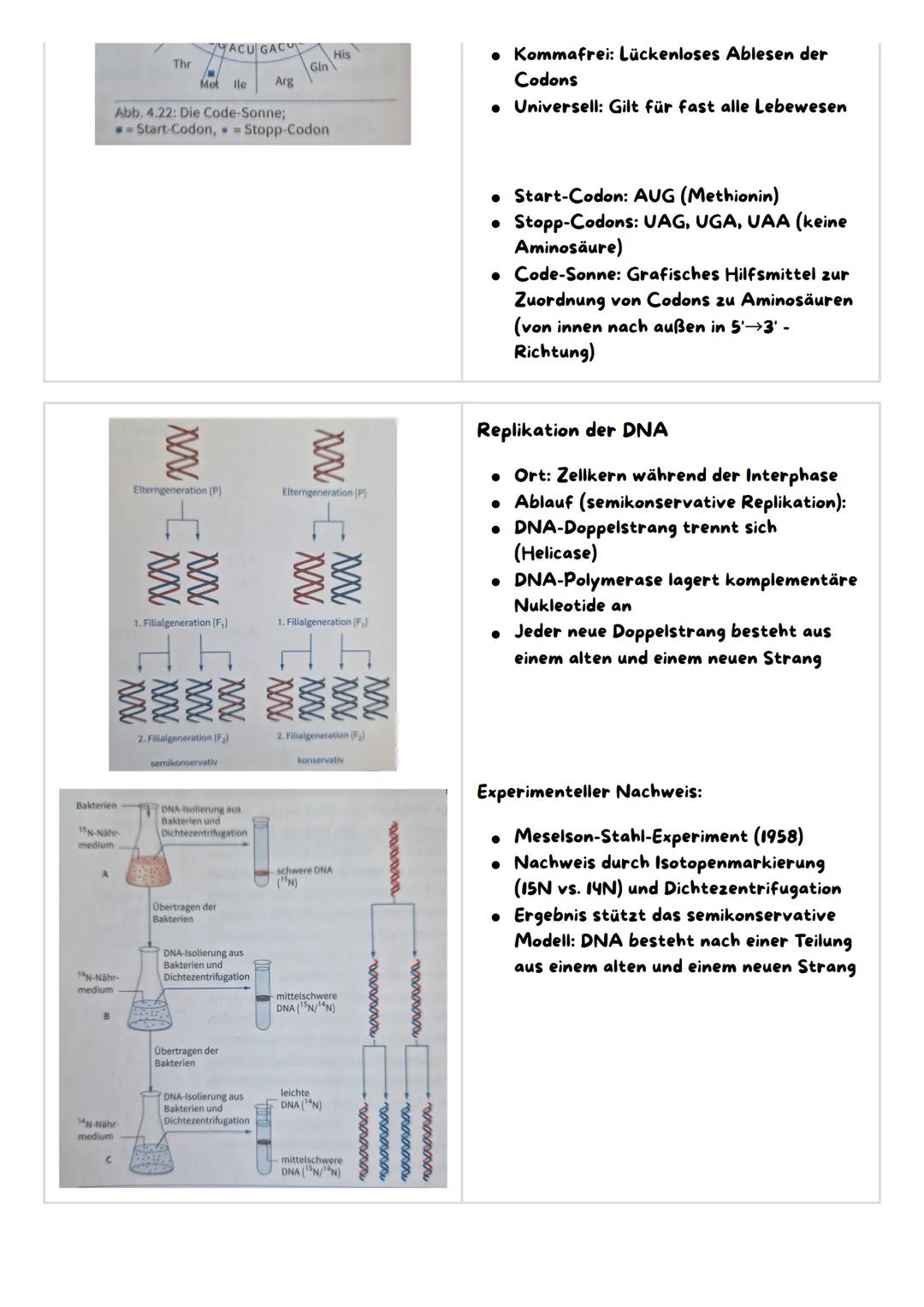 Molekulargenetische Grundlagen des Lebens
1. Speicherung und Realisierung genetischer Information
2. Regulation der Genaktivität bei Eukaryo