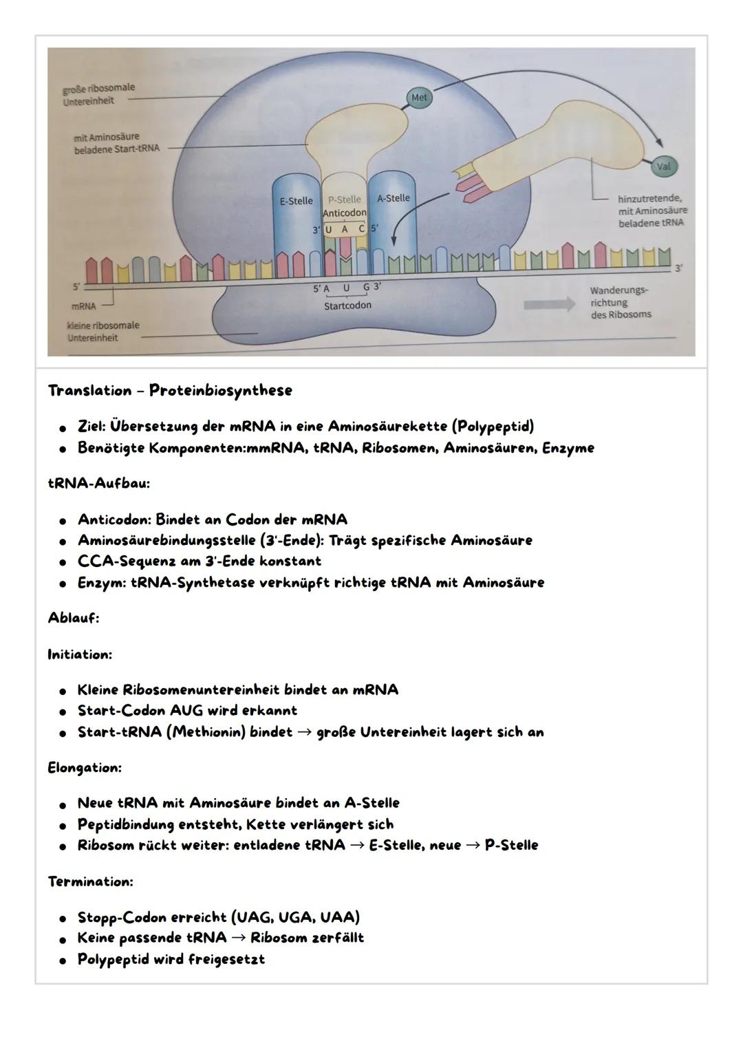 Molekulargenetische Grundlagen des Lebens
1. Speicherung und Realisierung genetischer Information
2. Regulation der Genaktivität bei Eukaryo