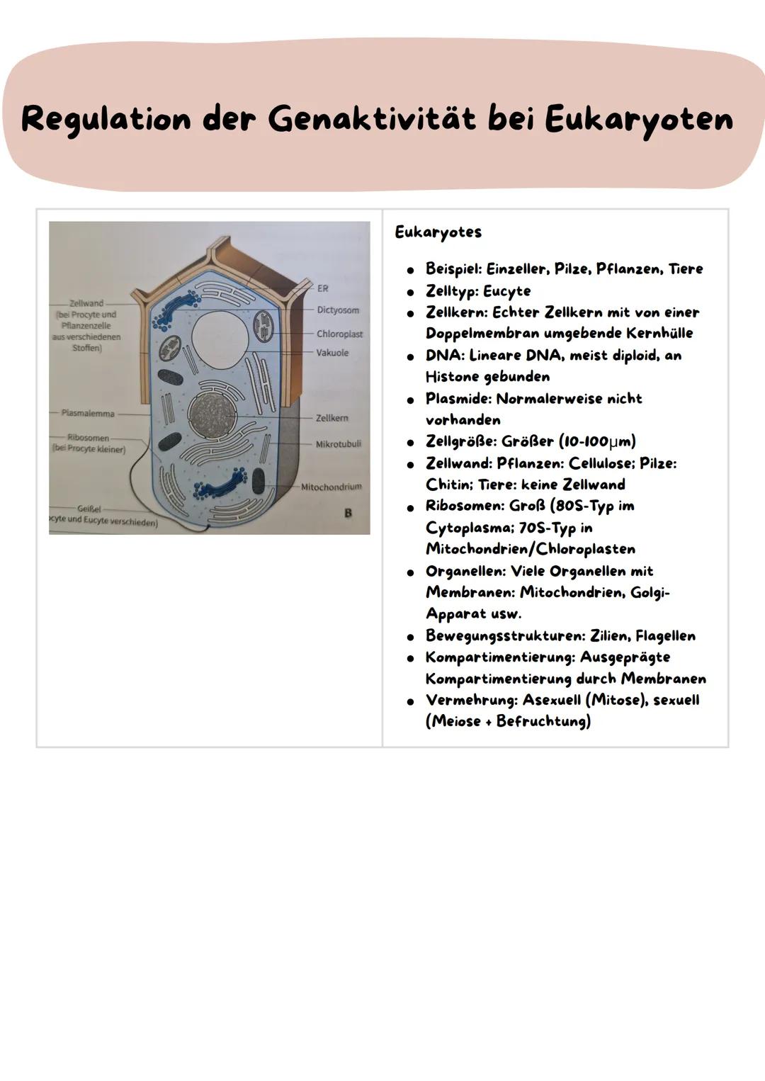 Molekulargenetische Grundlagen des Lebens
1. Speicherung und Realisierung genetischer Information
2. Regulation der Genaktivität bei Eukaryo