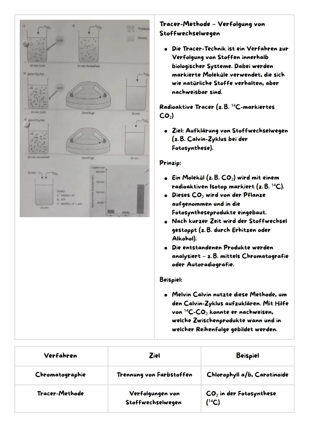 Chromatographie und Tracer-Methode
Extraktion und Chromatographie von grünen Blattfarbstoffen
Abbildung 3: Veränderung des DC-Plattchens (Sk