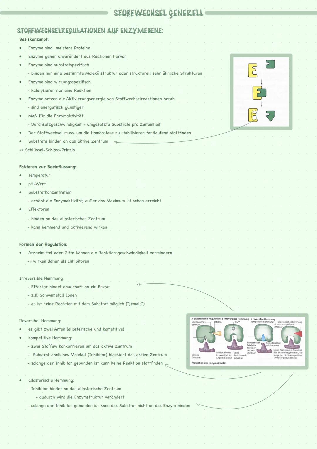 --- OCR Start ---
STOFFWECHSEL GENERELL
STOFFWECHSELREGULATIONEN AUF ENZYMEBENE:
Basiskonzenpt:
Enzyme sind meistens Proteine
Enzyme gehen u