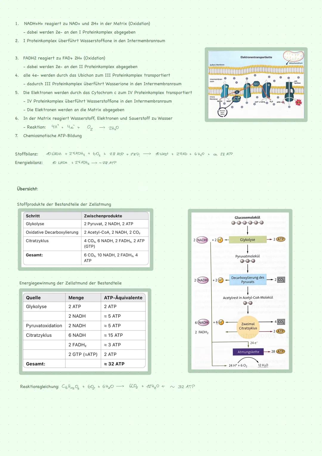 --- OCR Start ---
STOFFWECHSEL GENERELL
STOFFWECHSELREGULATIONEN AUF ENZYMEBENE:
Basiskonzenpt:
Enzyme sind meistens Proteine
Enzyme gehen u