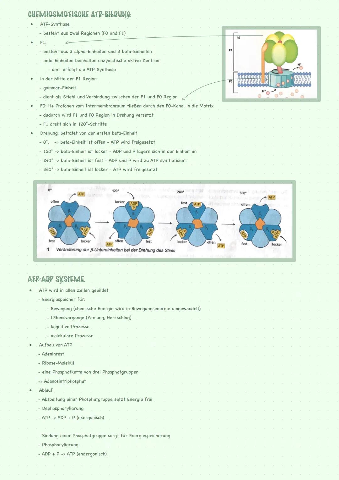 --- OCR Start ---
STOFFWECHSEL GENERELL
STOFFWECHSELREGULATIONEN AUF ENZYMEBENE:
Basiskonzenpt:
Enzyme sind meistens Proteine
Enzyme gehen u