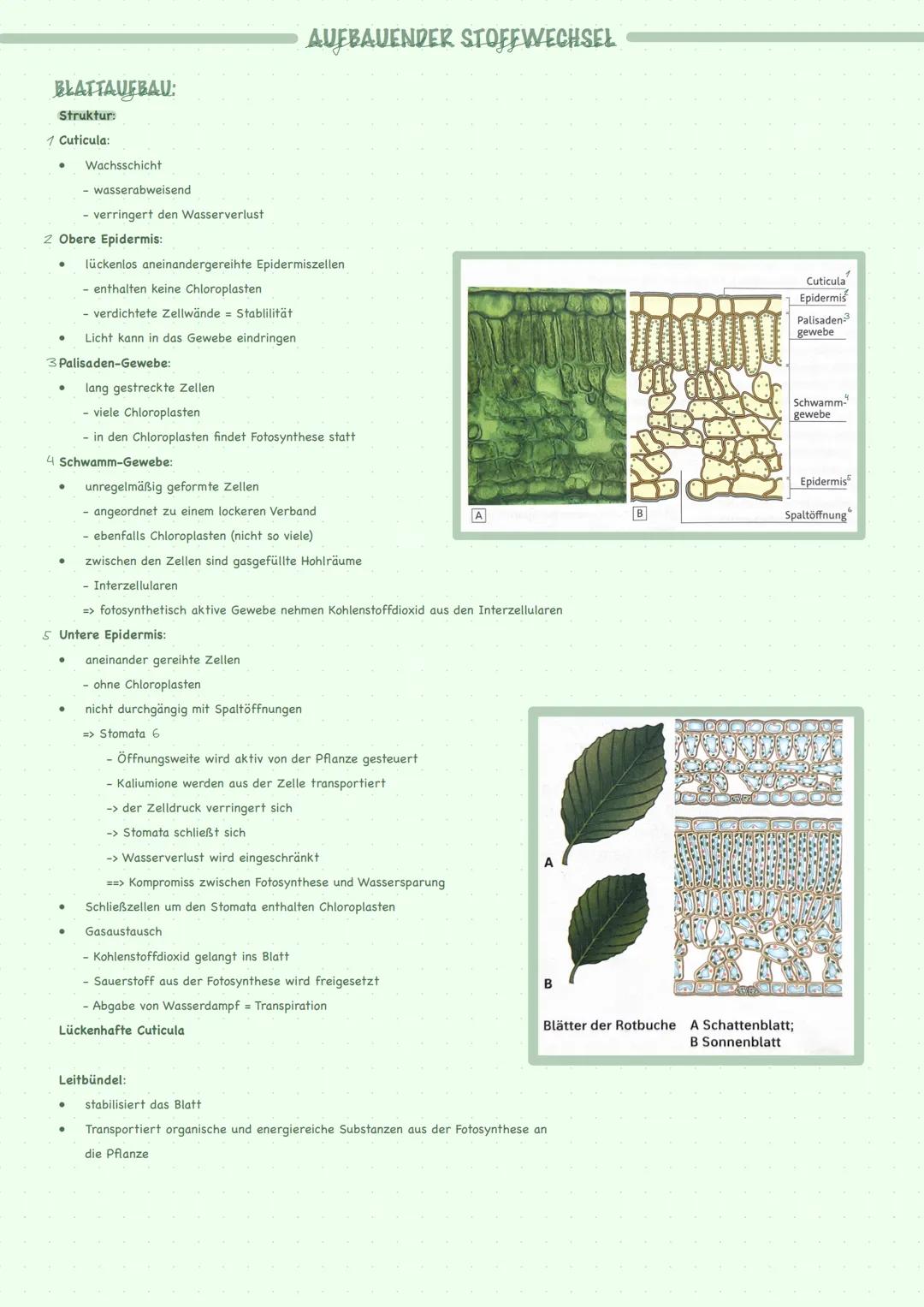 --- OCR Start ---
STOFFWECHSEL GENERELL
STOFFWECHSELREGULATIONEN AUF ENZYMEBENE:
Basiskonzenpt:
Enzyme sind meistens Proteine
Enzyme gehen u