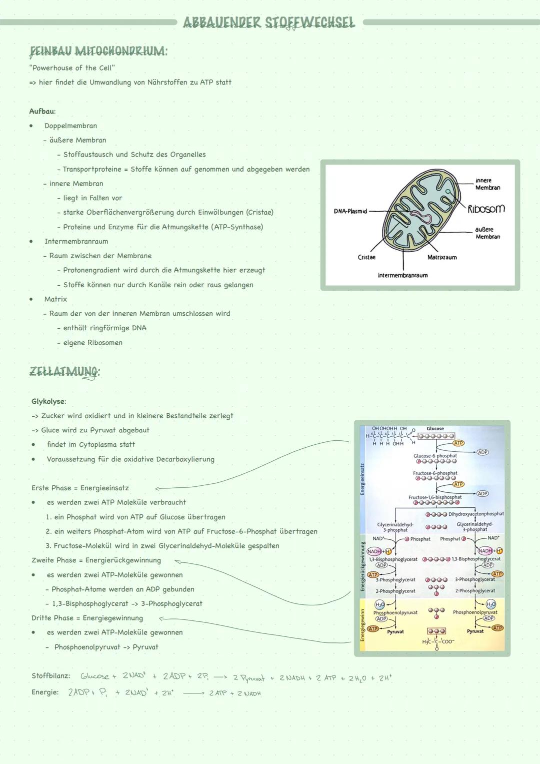 --- OCR Start ---
STOFFWECHSEL GENERELL
STOFFWECHSELREGULATIONEN AUF ENZYMEBENE:
Basiskonzenpt:
Enzyme sind meistens Proteine
Enzyme gehen u