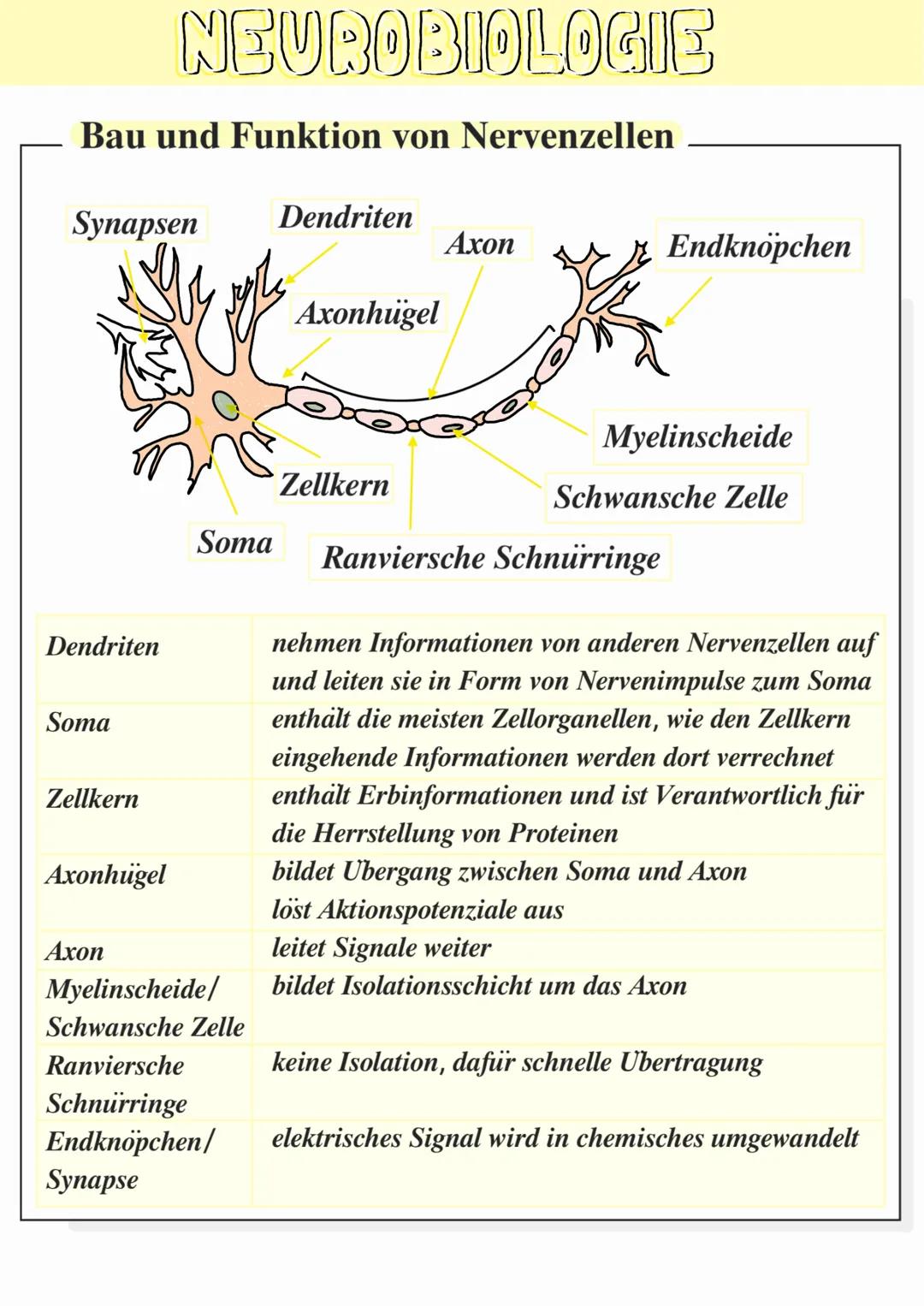 NEUROBIOLOGIE
Bau und Funktion von Nervenzellen
Synapsen
Dendriten
Axon
Axonhügel
Zellkern
Endknopchen
Myelinscheide
Schwansche Zelle
Dendri