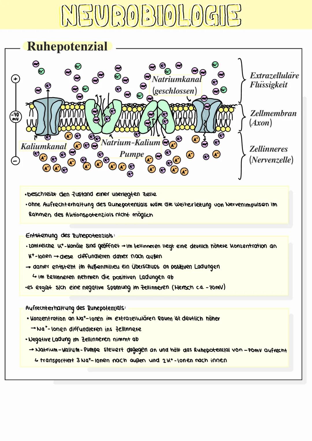 NEUROBIOLOGIE
Bau und Funktion von Nervenzellen
Synapsen
Dendriten
Axon
Axonhügel
Zellkern
Endknopchen
Myelinscheide
Schwansche Zelle
Dendri