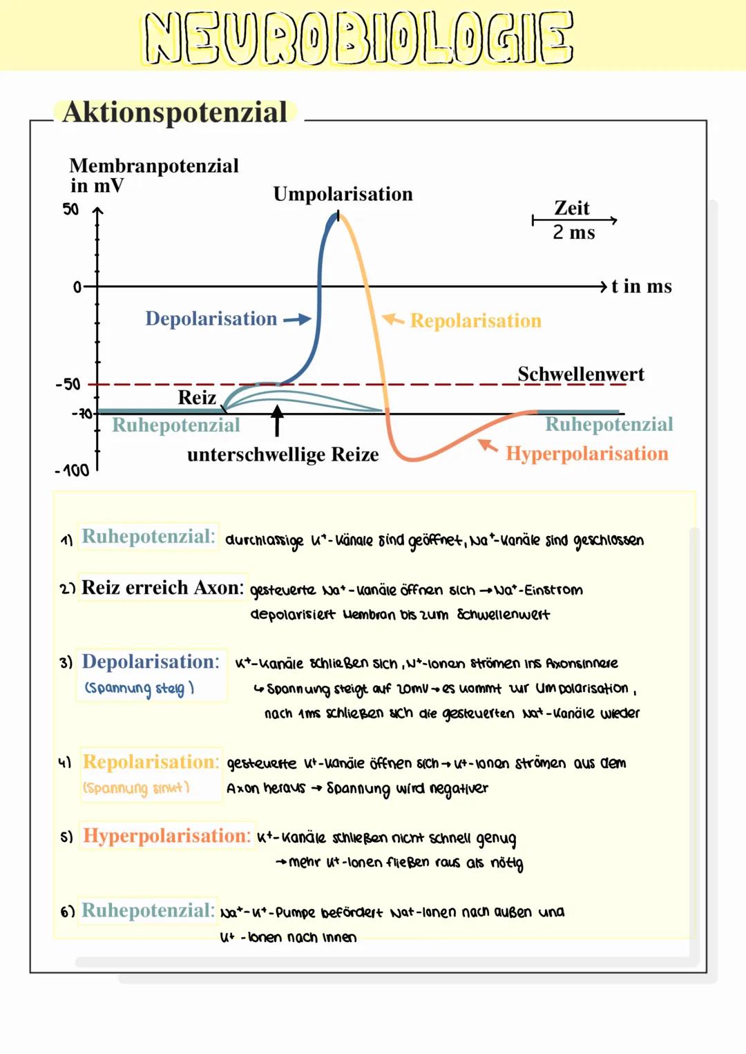 NEUROBIOLOGIE
Bau und Funktion von Nervenzellen
Synapsen
Dendriten
Axon
Axonhügel
Zellkern
Endknopchen
Myelinscheide
Schwansche Zelle
Dendri