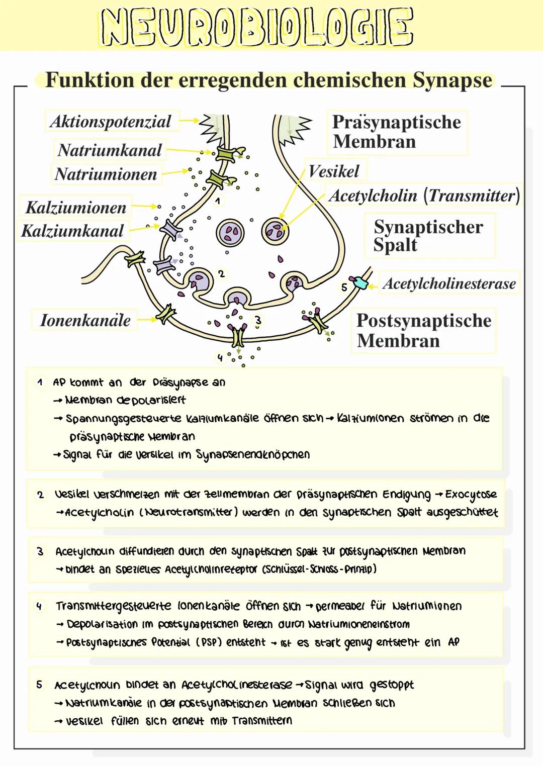 NEUROBIOLOGIE
Bau und Funktion von Nervenzellen
Synapsen
Dendriten
Axon
Axonhügel
Zellkern
Endknopchen
Myelinscheide
Schwansche Zelle
Dendri