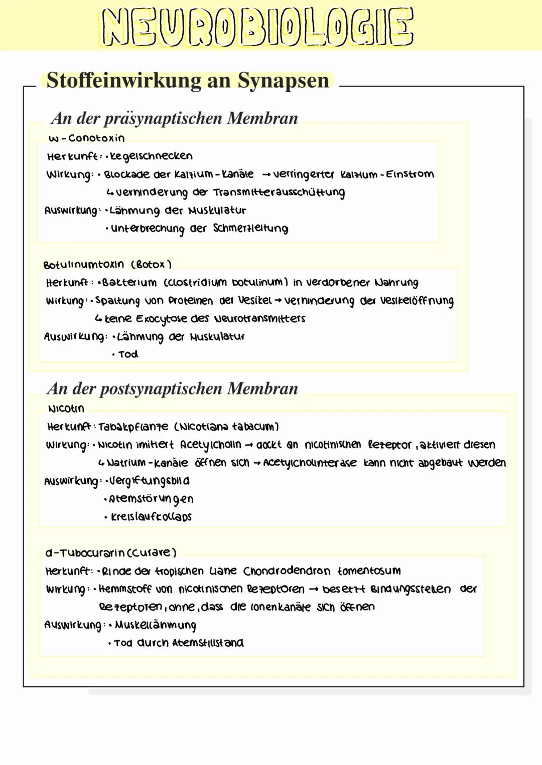 NEUROBIOLOGIE
Bau und Funktion von Nervenzellen
Synapsen
Dendriten
Axon
Axonhügel
Zellkern
Endknopchen
Myelinscheide
Schwansche Zelle
Dendri