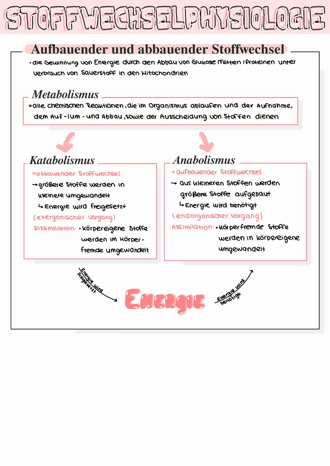 Stoffwechselphysiologie Teil 1