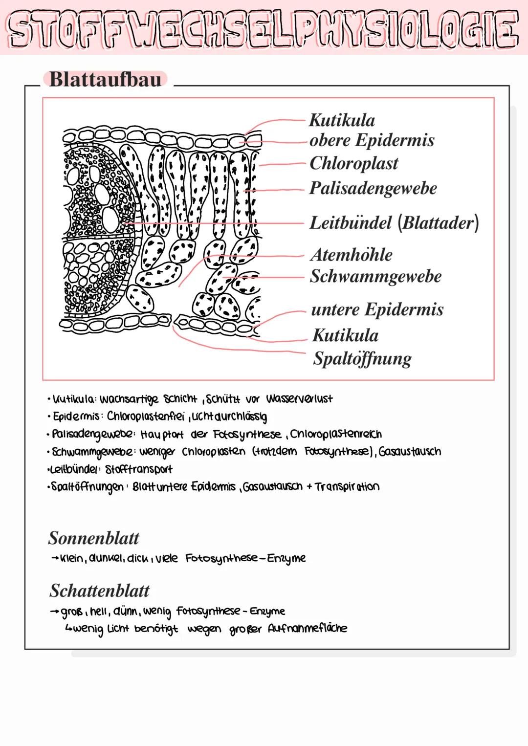 STOFFWECHSELPHYSIOLOGIE
Aufbauender und abbauender Stoffwechsel
•die Gewinnung von Energie durch den Abbau von Glukose Fetten / Proteinen un