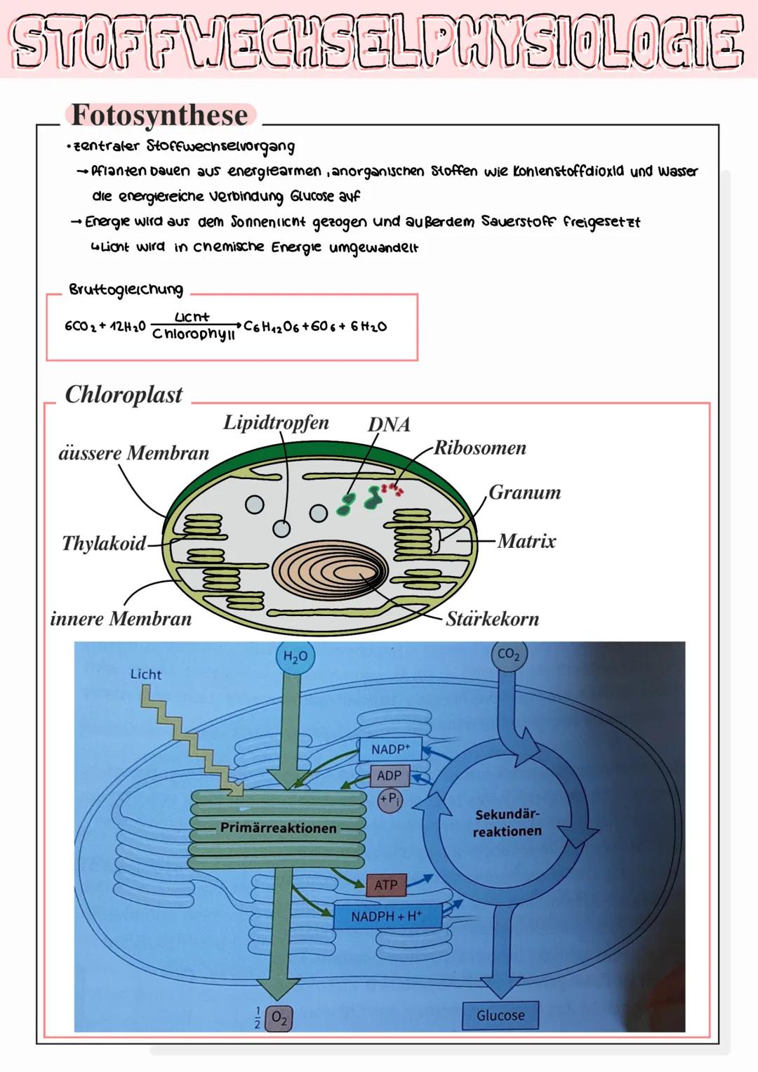 STOFFWECHSELPHYSIOLOGIE
Fotosynthese
• zentraler Stoffwechselvorgang
→Pfianten bauen aus energiearmen, anorganischen Stoffen wie Konlenstoff