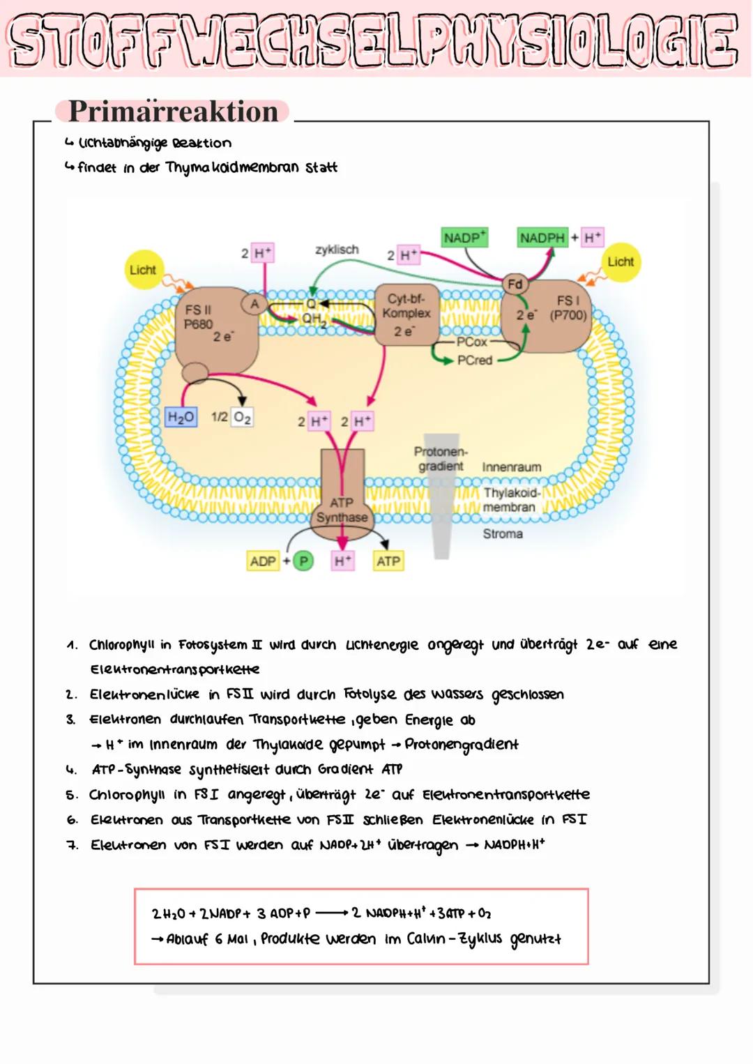 STOFFWECHSELPHYSIOLOGIE
Fotosynthese
• zentraler Stoffwechselvorgang
→Pfianten bauen aus energiearmen, anorganischen Stoffen wie Konlenstoff