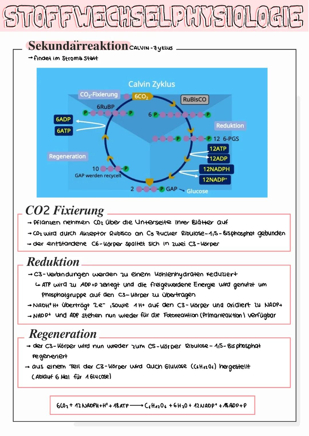 STOFFWECHSELPHYSIOLOGIE
Fotosynthese
• zentraler Stoffwechselvorgang
→Pfianten bauen aus energiearmen, anorganischen Stoffen wie Konlenstoff