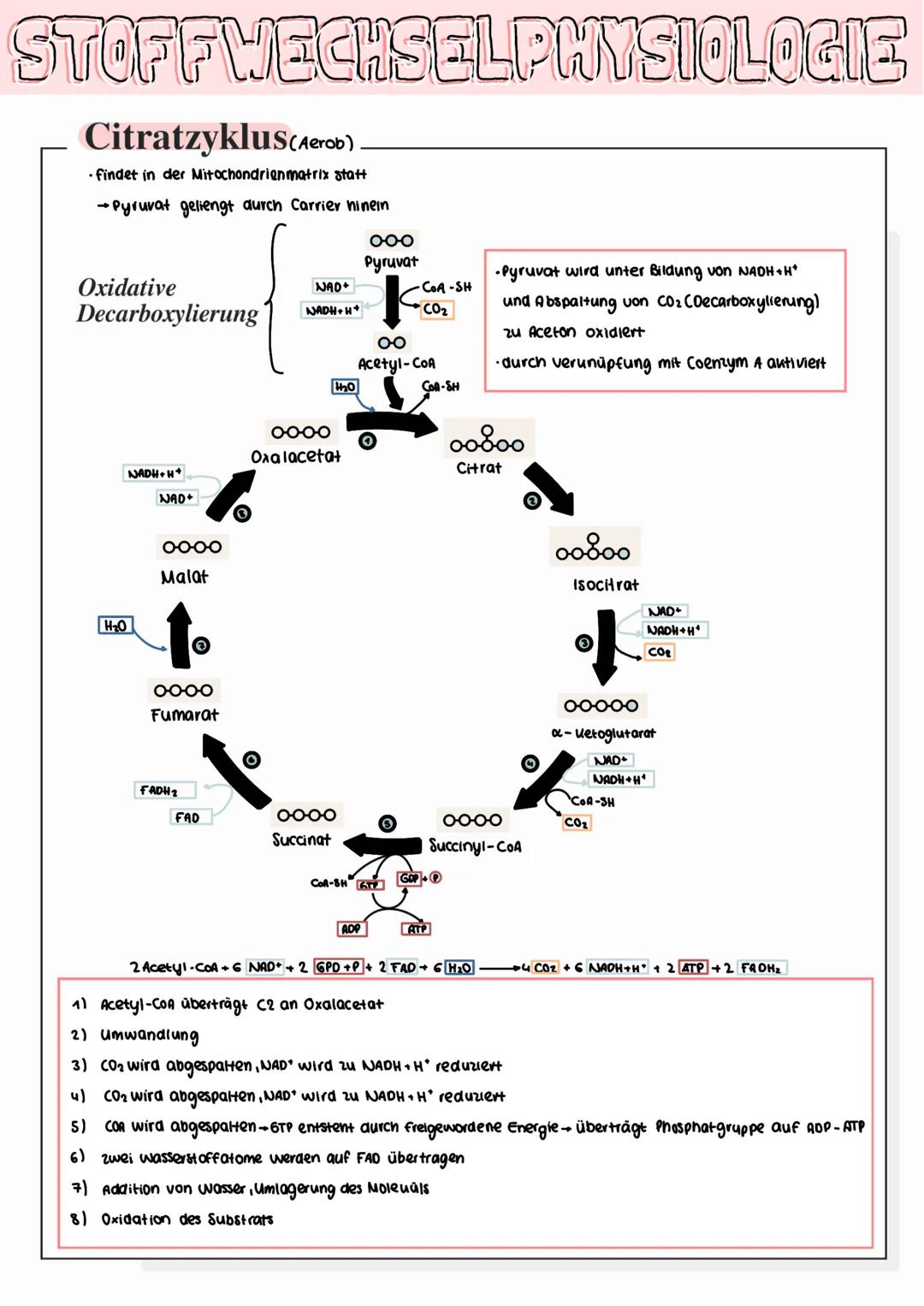 STOFFWECHSELPHYSIOLOGIE
Fotosynthese
• zentraler Stoffwechselvorgang
→Pfianten bauen aus energiearmen, anorganischen Stoffen wie Konlenstoff