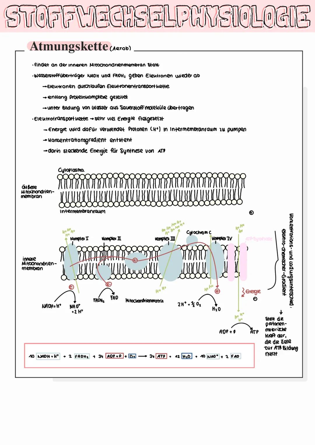 STOFFWECHSELPHYSIOLOGIE
Fotosynthese
• zentraler Stoffwechselvorgang
→Pfianten bauen aus energiearmen, anorganischen Stoffen wie Konlenstoff