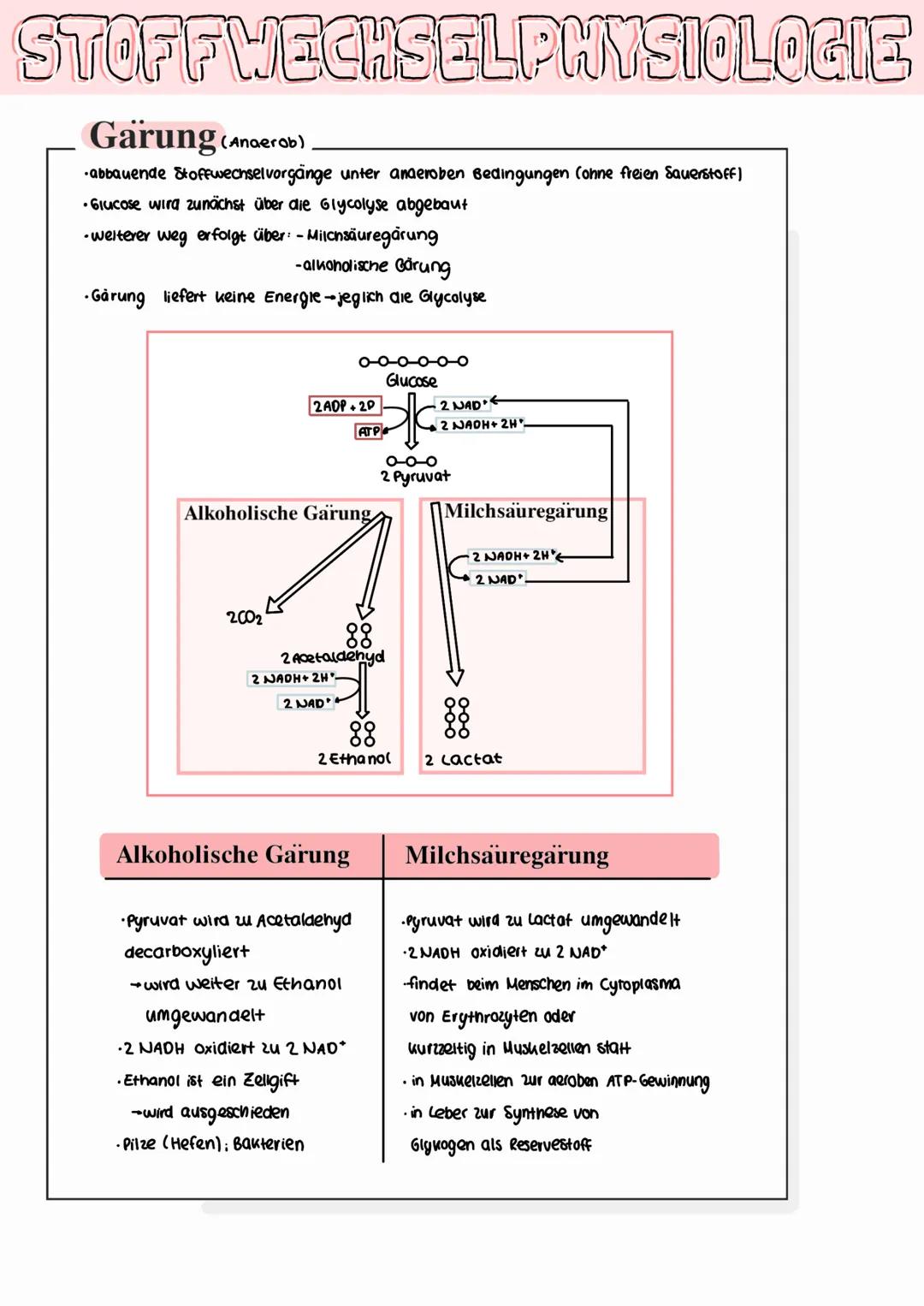 STOFFWECHSELPHYSIOLOGIE
Fotosynthese
• zentraler Stoffwechselvorgang
→Pfianten bauen aus energiearmen, anorganischen Stoffen wie Konlenstoff