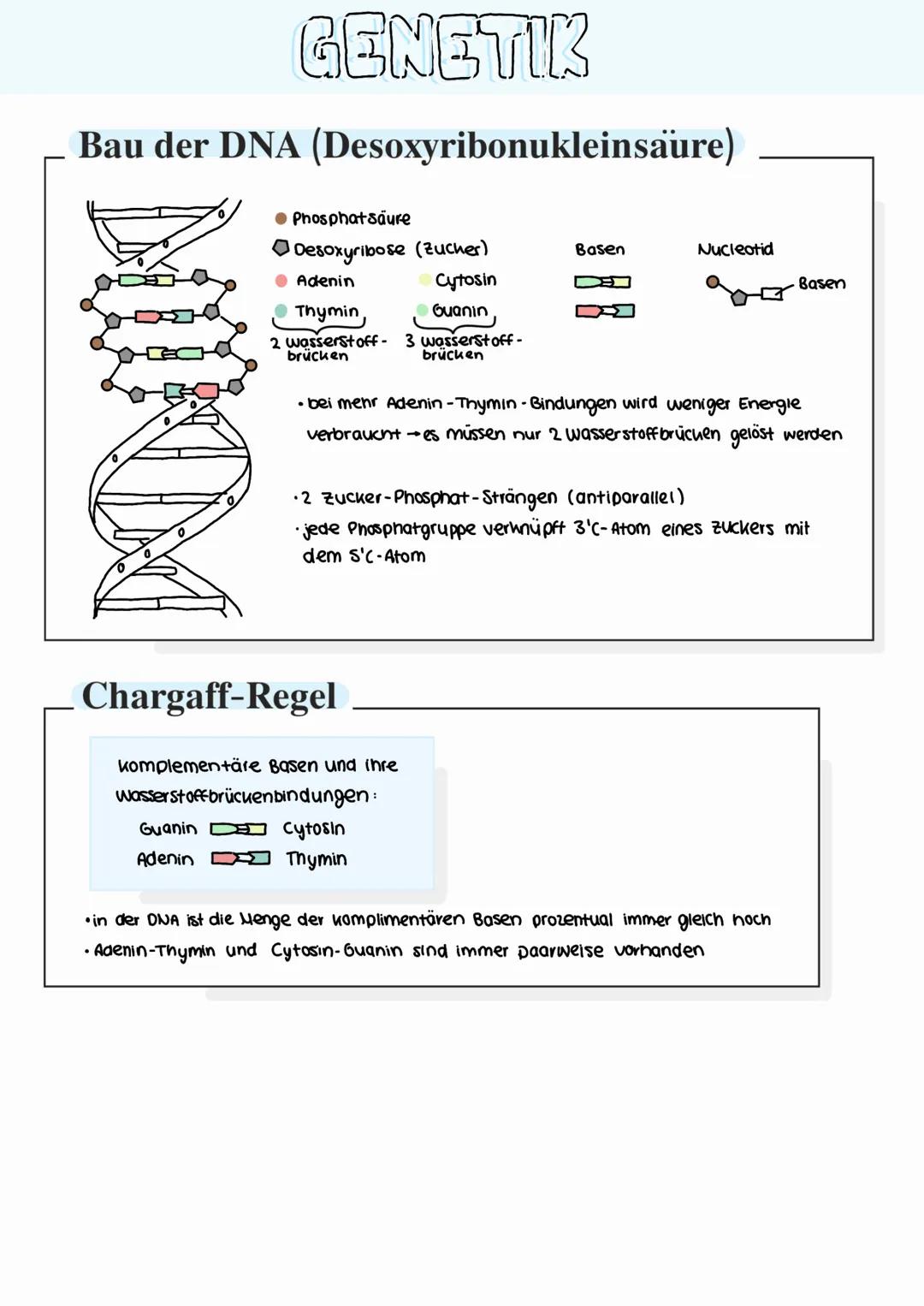 GENETIK
Bau der DNA (Desoxyribonukleinsaure)
• Phosphatsäure
Desoxyribose (zucher)
• Adenin
Thymin,
Basen
Nucleotid
Cytosin
Basen
Guanin,
2