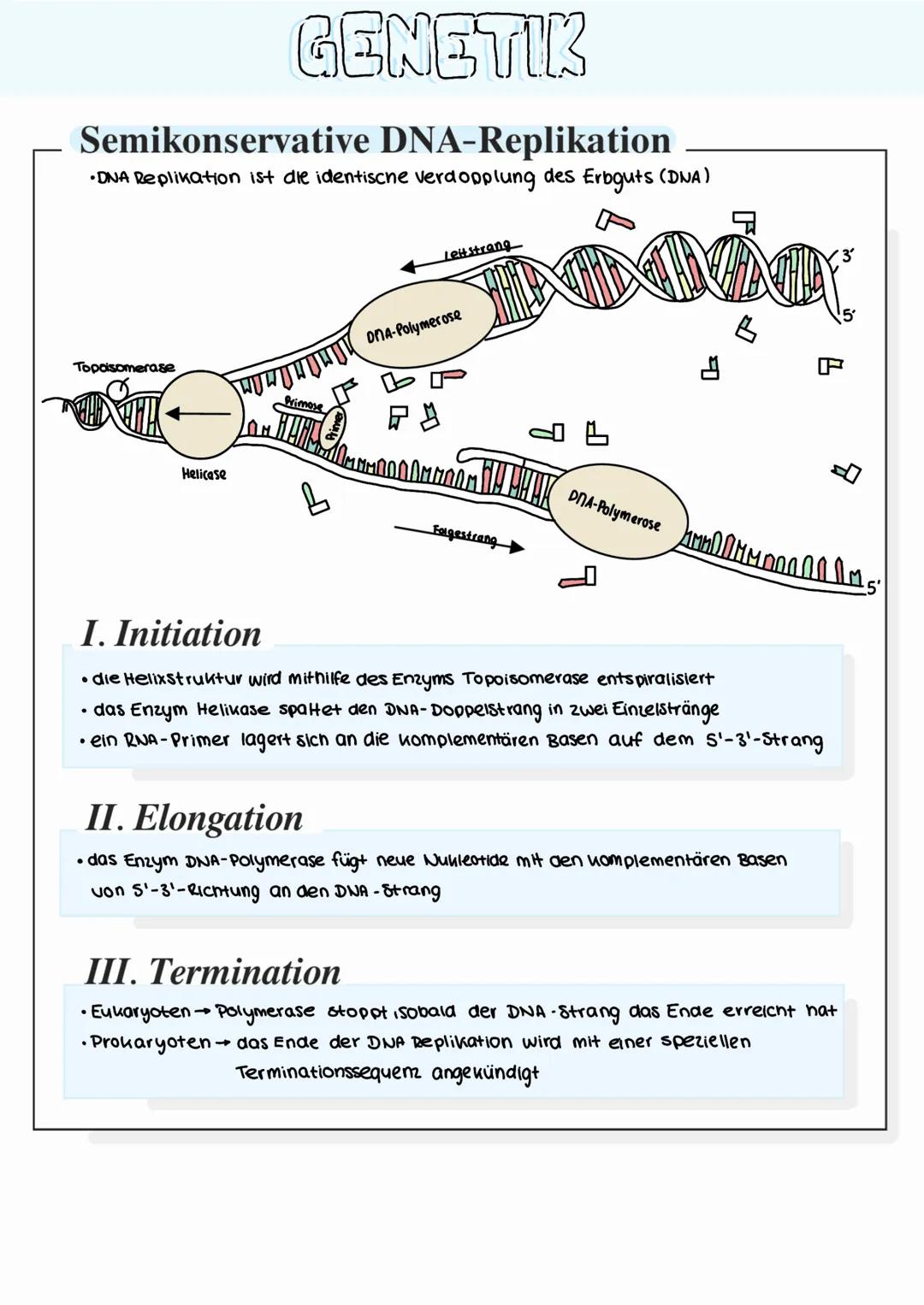 GENETIK
Bau der DNA (Desoxyribonukleinsaure)
• Phosphatsäure
Desoxyribose (zucher)
• Adenin
Thymin,
Basen
Nucleotid
Cytosin
Basen
Guanin,
2