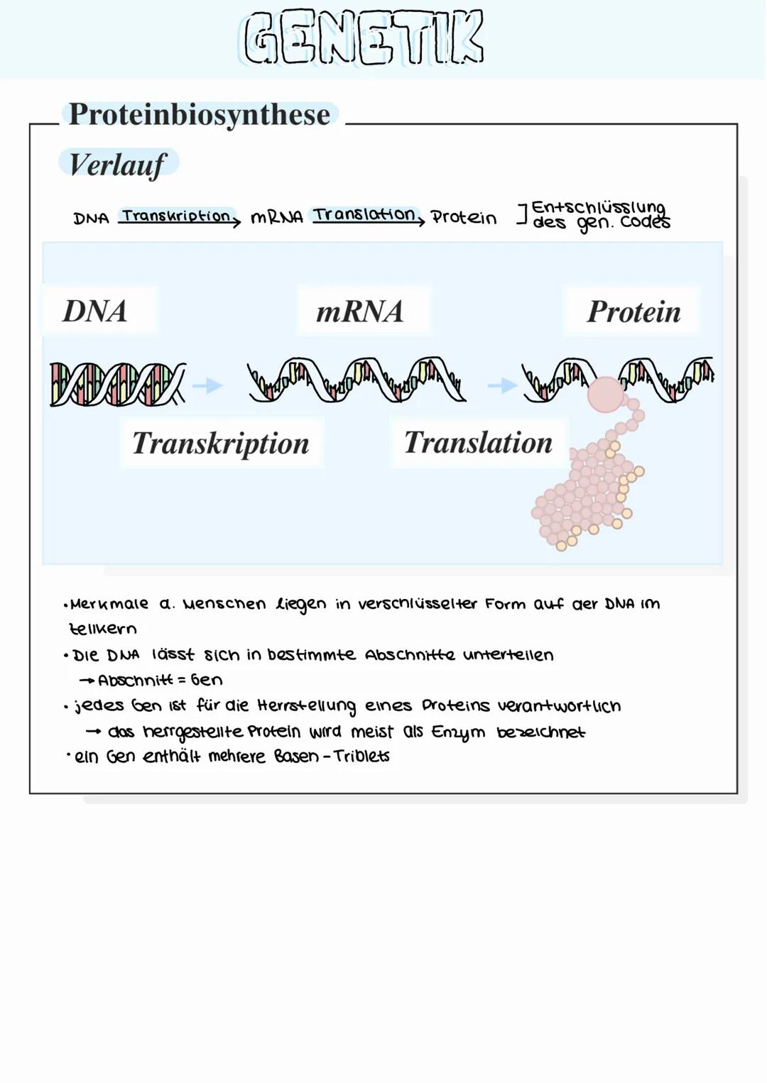 GENETIK
Bau der DNA (Desoxyribonukleinsaure)
• Phosphatsäure
Desoxyribose (zucher)
• Adenin
Thymin,
Basen
Nucleotid
Cytosin
Basen
Guanin,
2